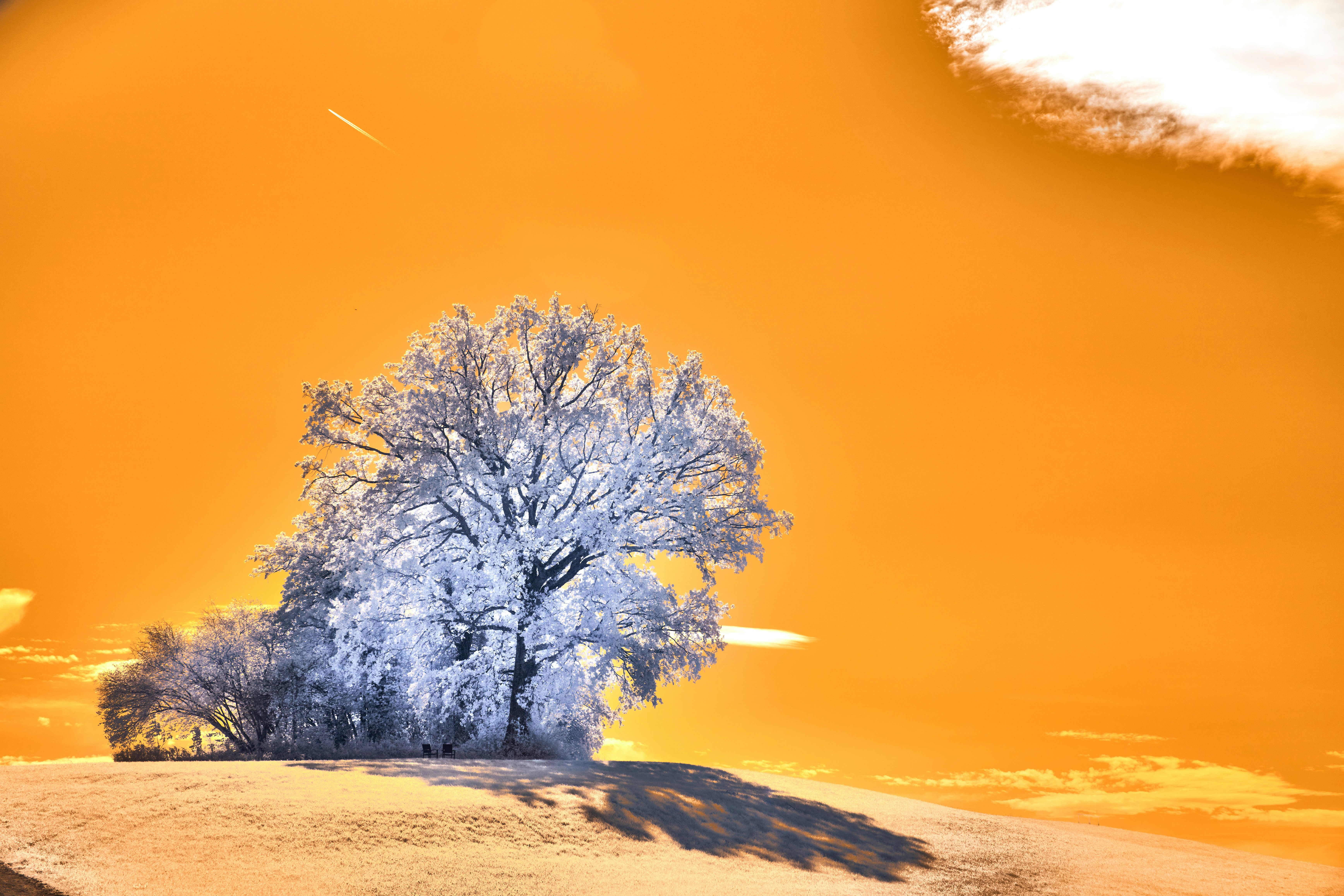 Photo by wolfgang_hasselmann