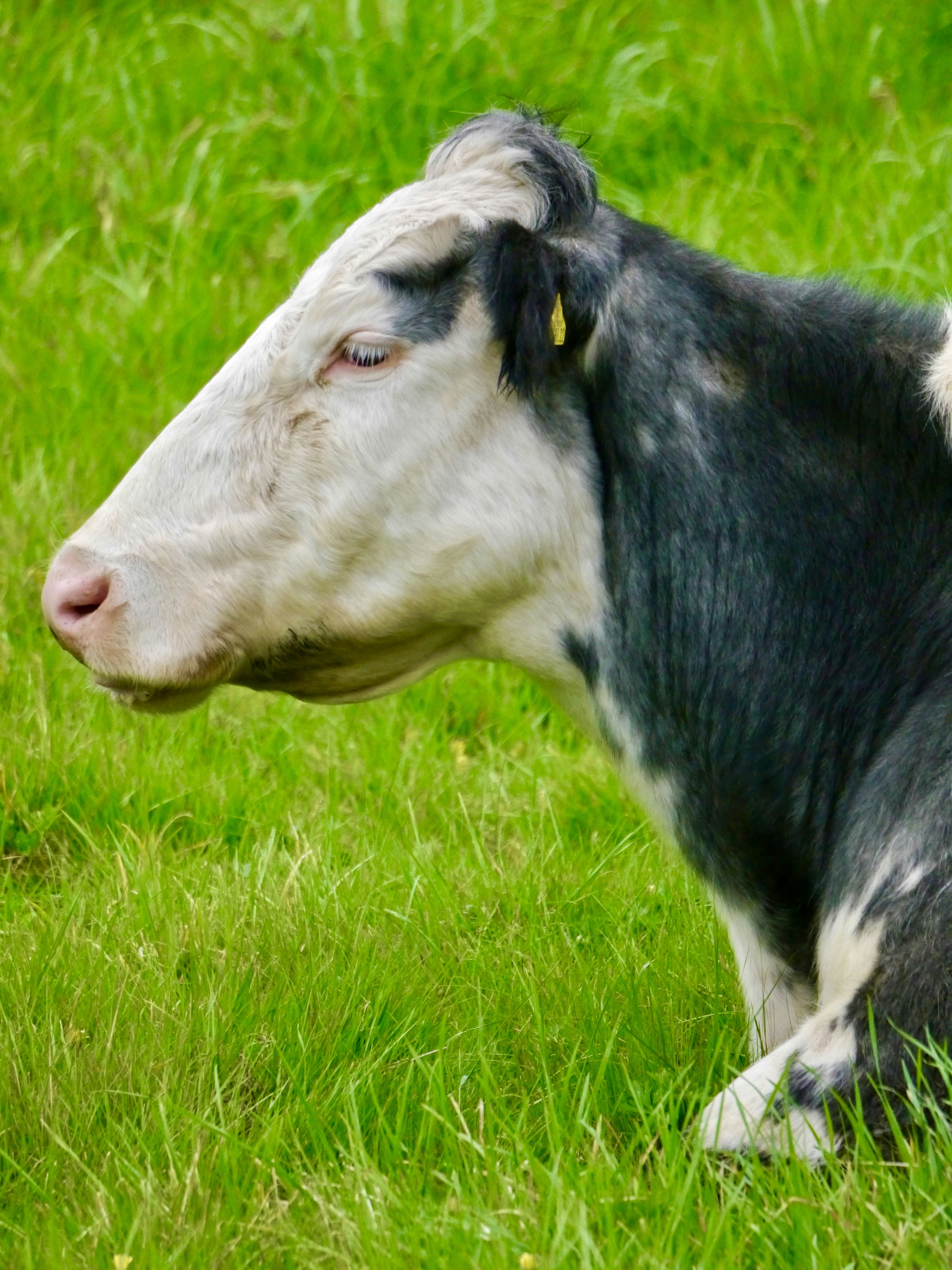 A black and white cow laying on top of a lush green field