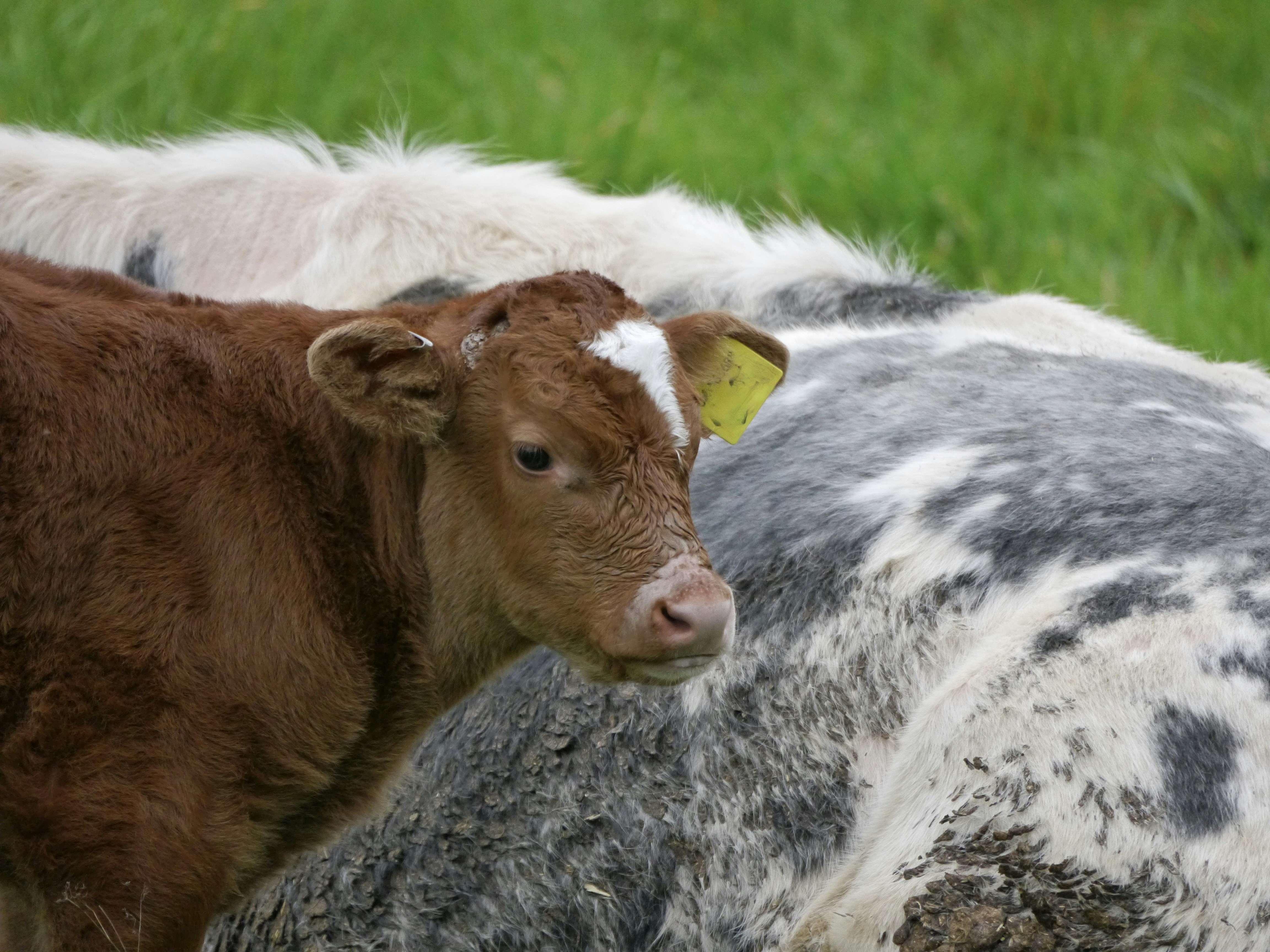 A couple of cows that are standing in the grass