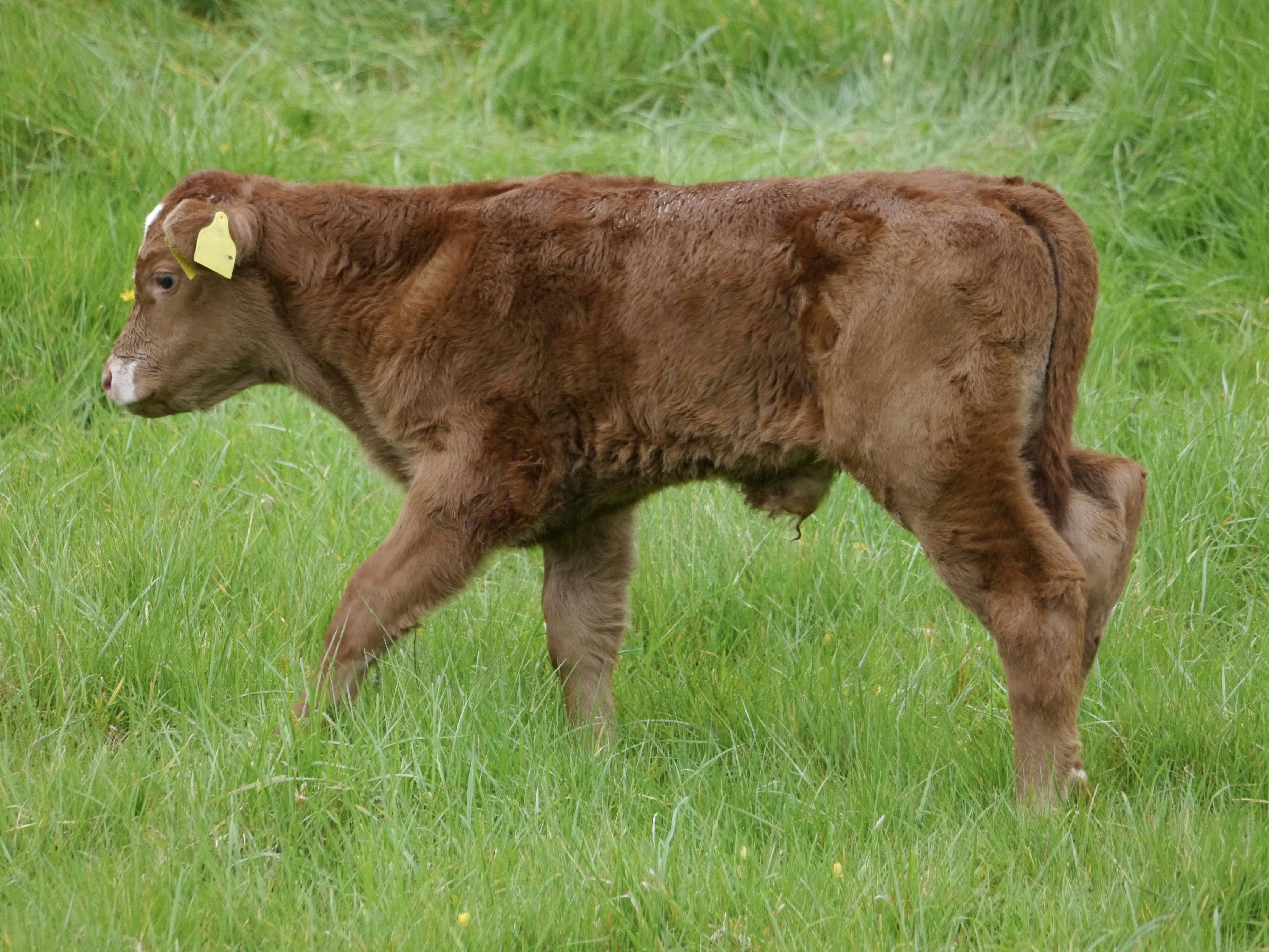 A brown cow standing on top of a lush green field
