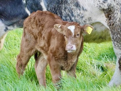 A couple of cows standing on top of a lush green field