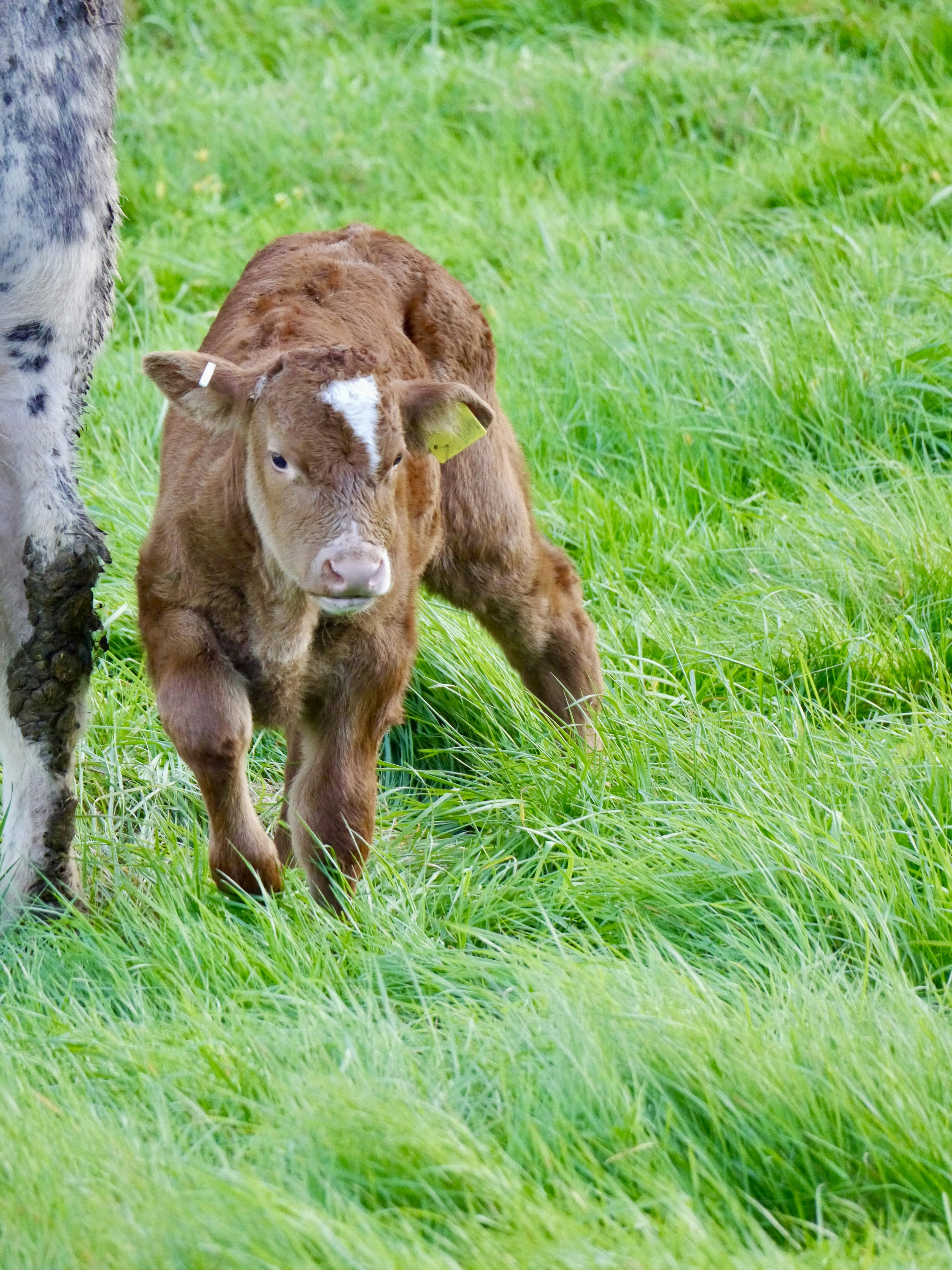 A cow and calf standing in a grassy field