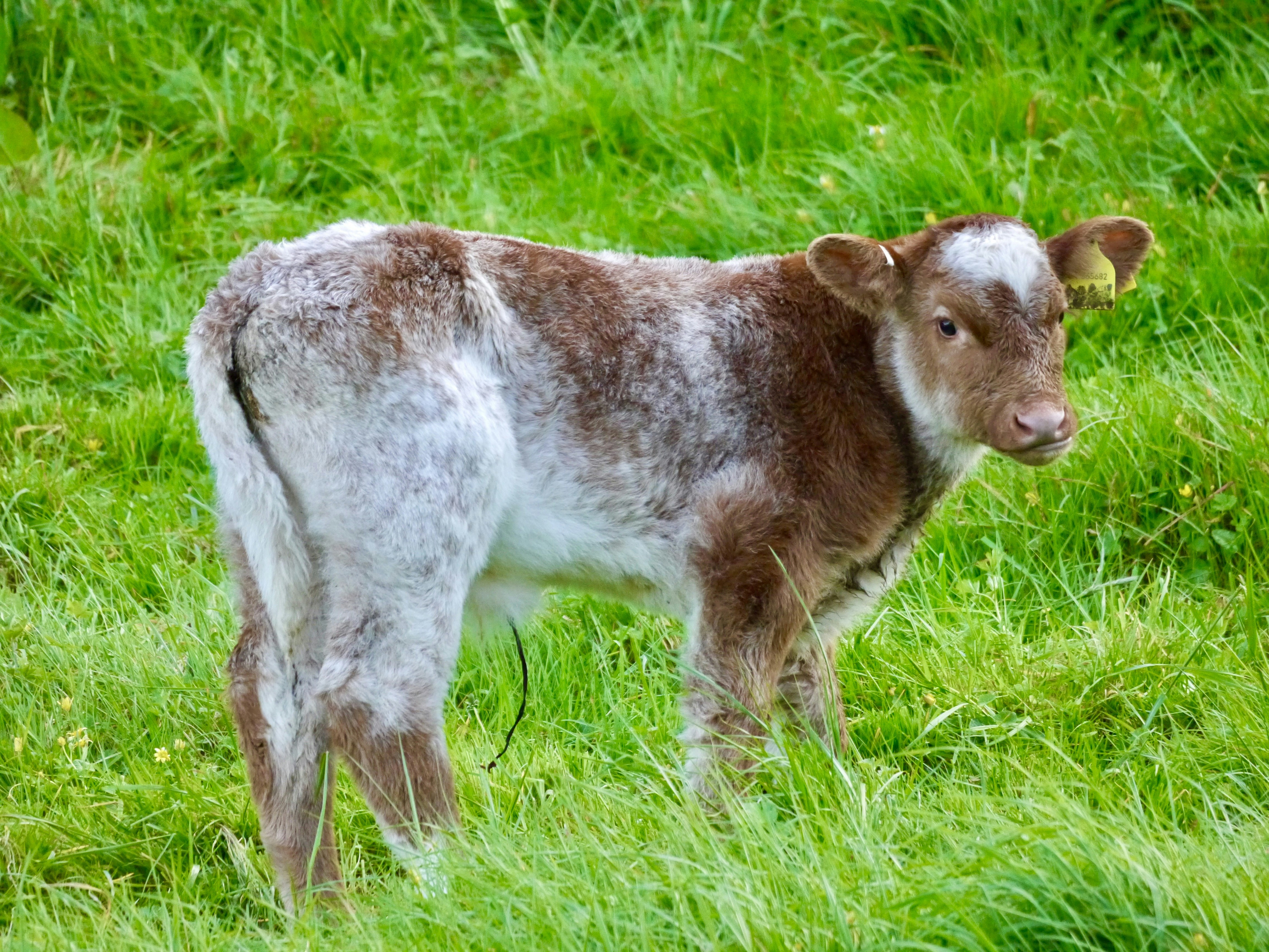 A brown and white calf standing on a lush green field