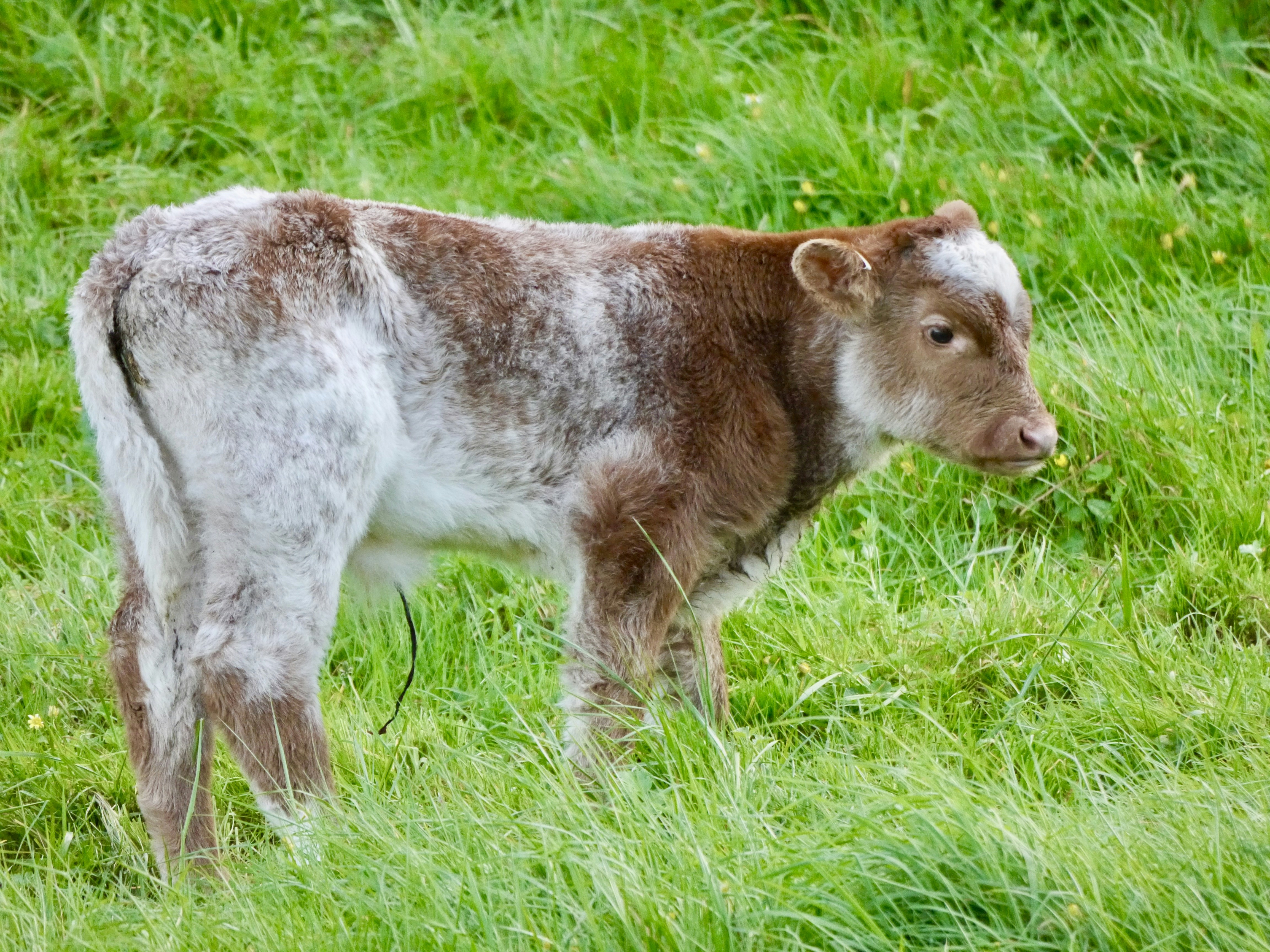 A brown and white cow standing on a lush green field