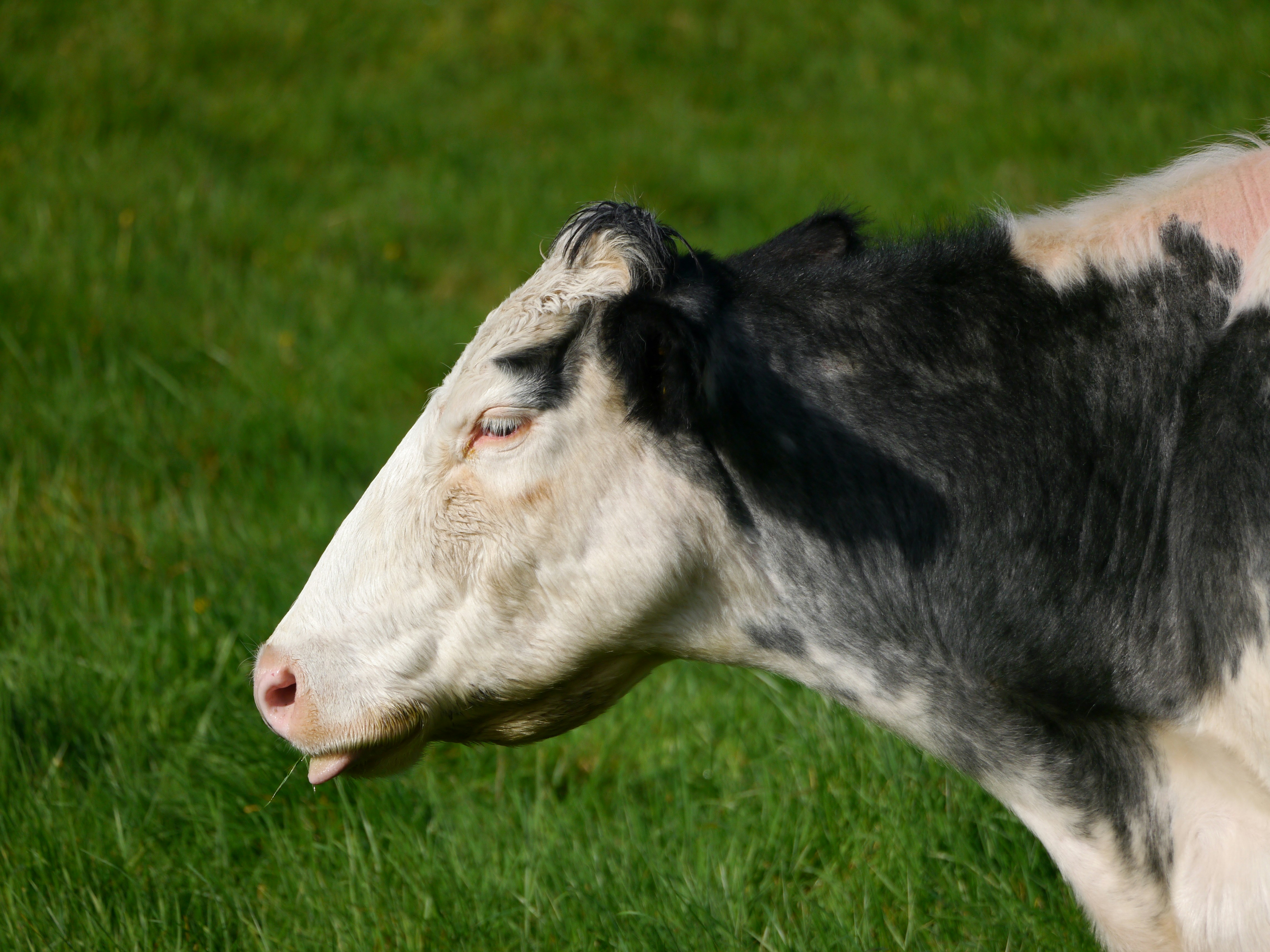 A black and white cow standing on top of a lush green field
