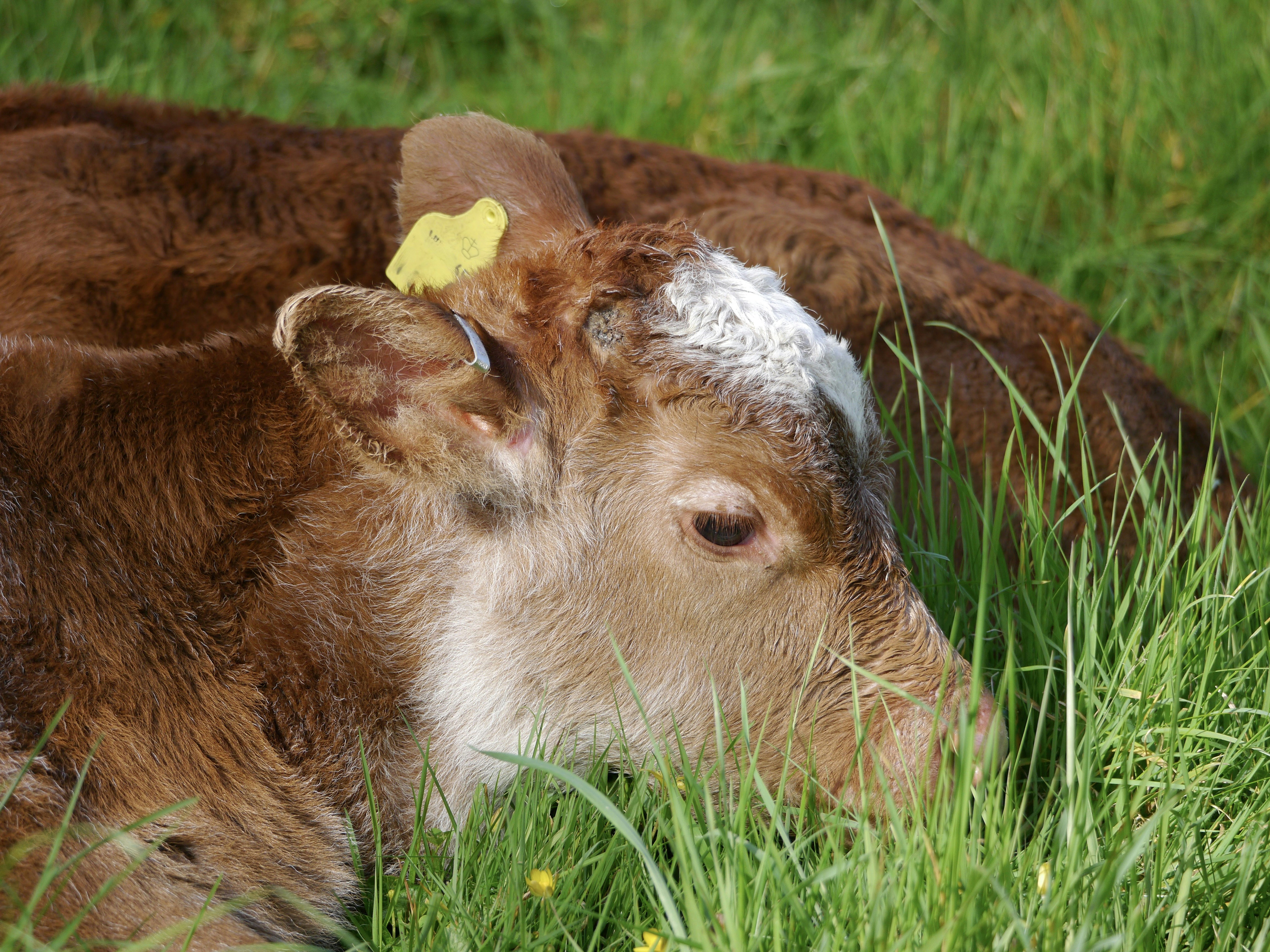 A brown and white cow laying in the grass