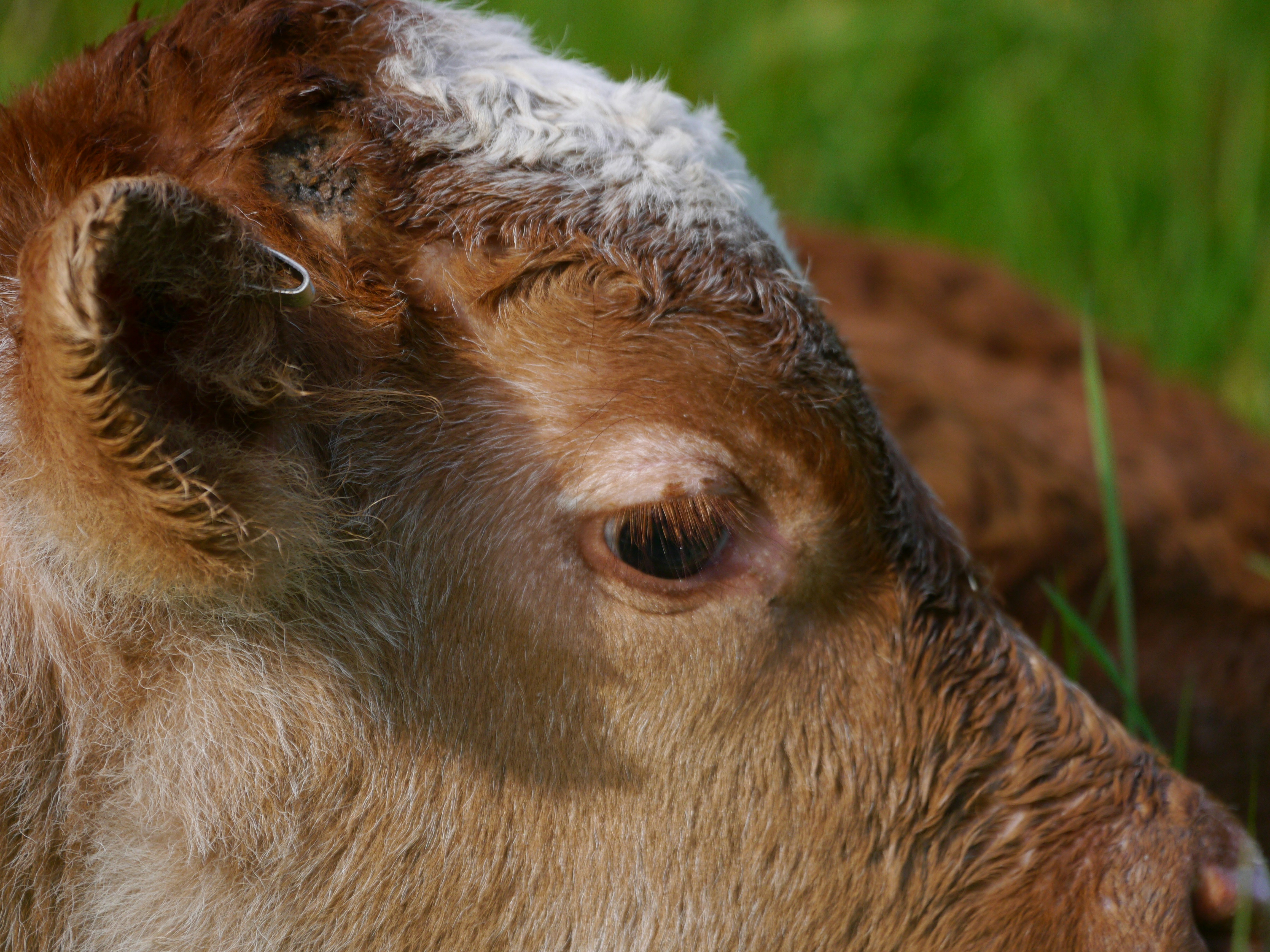 A close up of a cow laying in the grass
