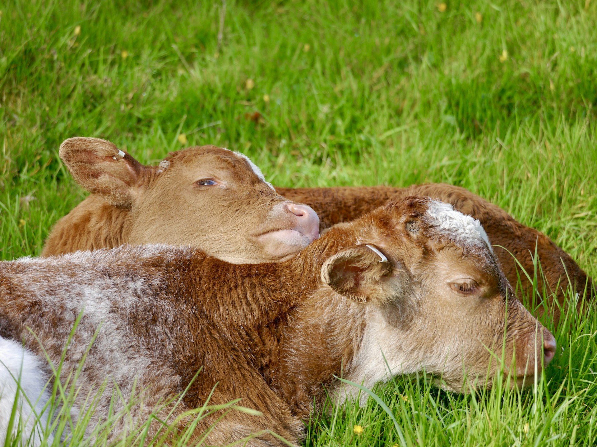 A couple of cows laying on top of a lush green field