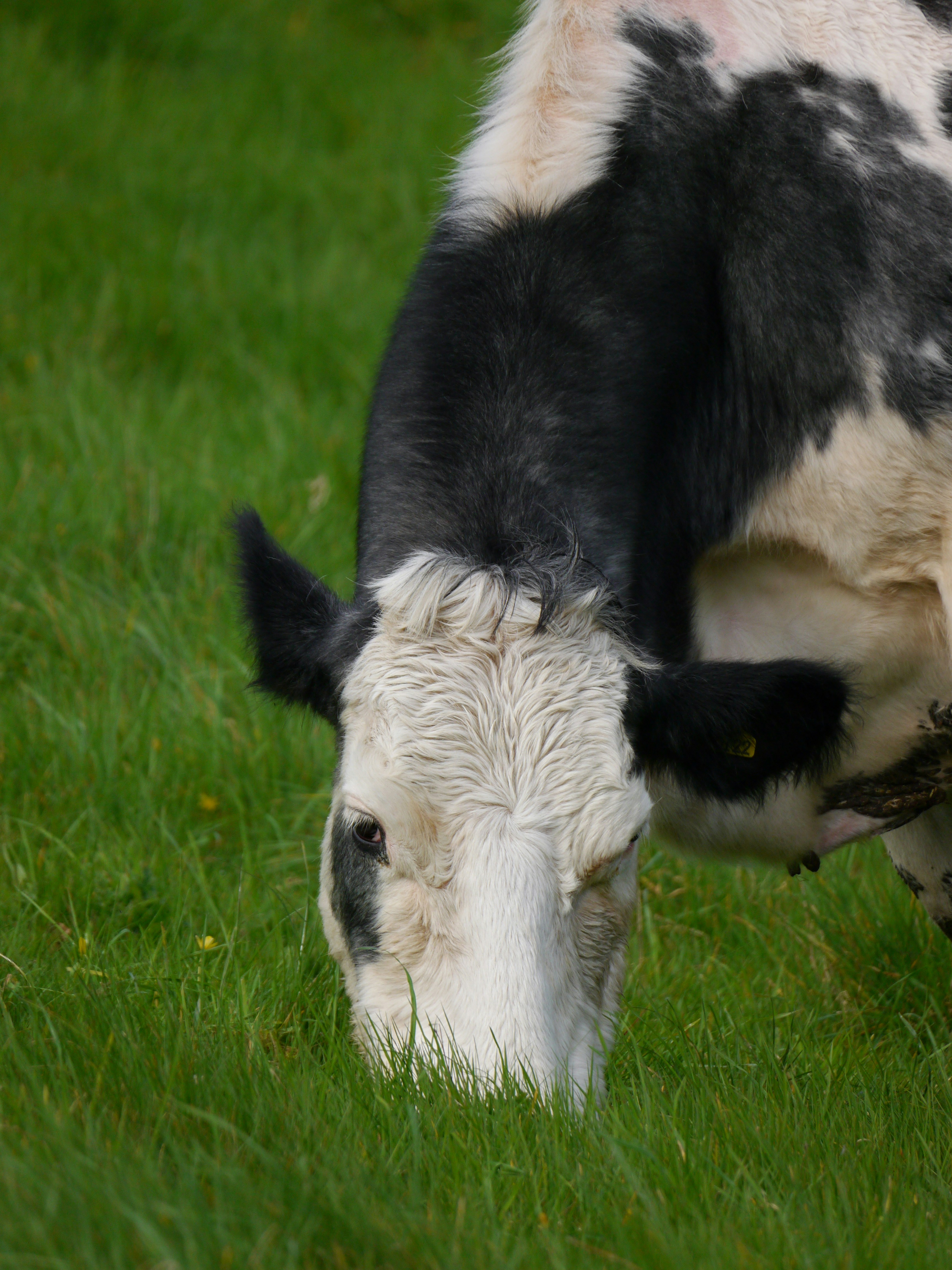 A black and white cow eating grass in a field