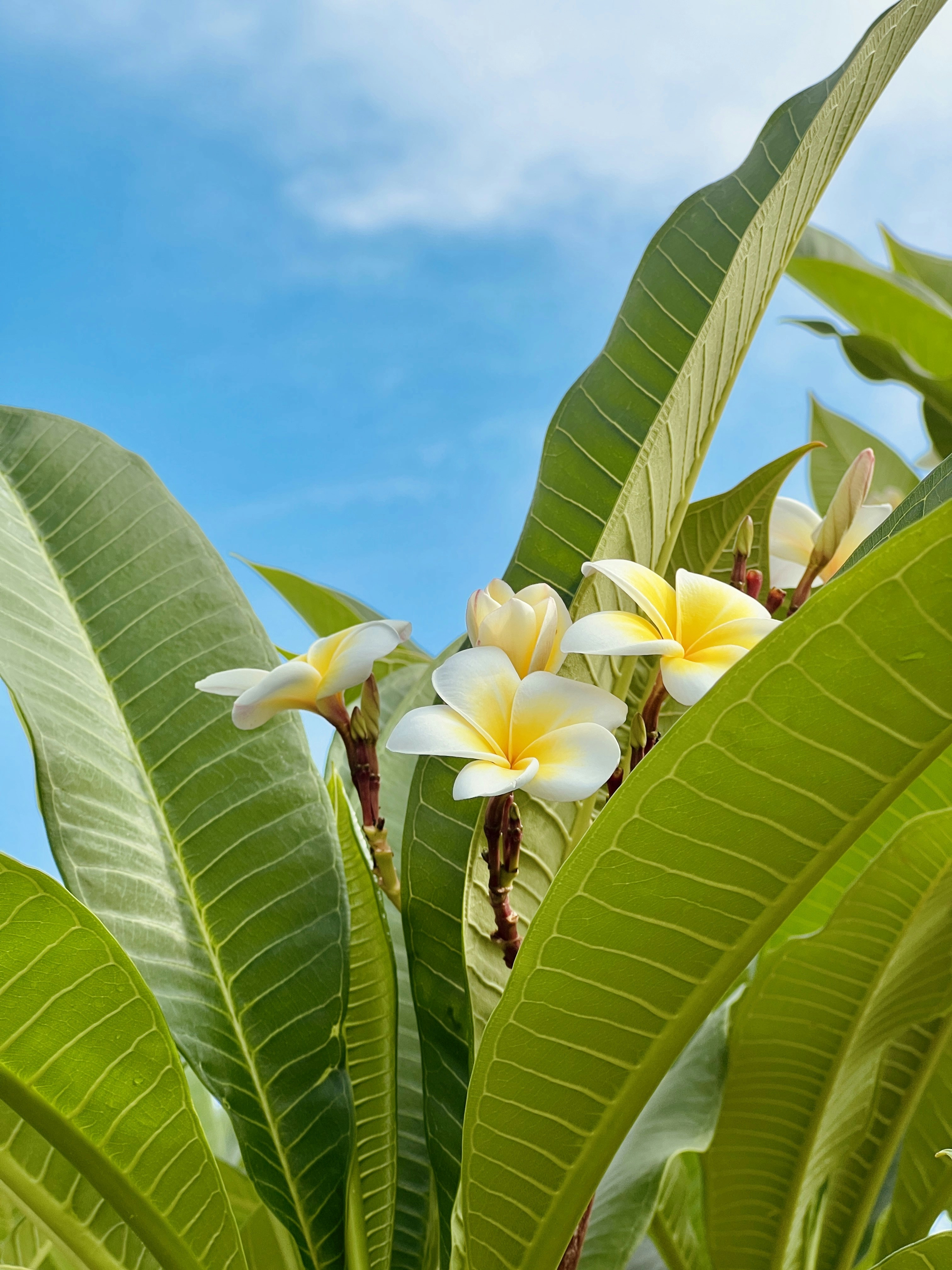 A bunch of flowers that are on a tree