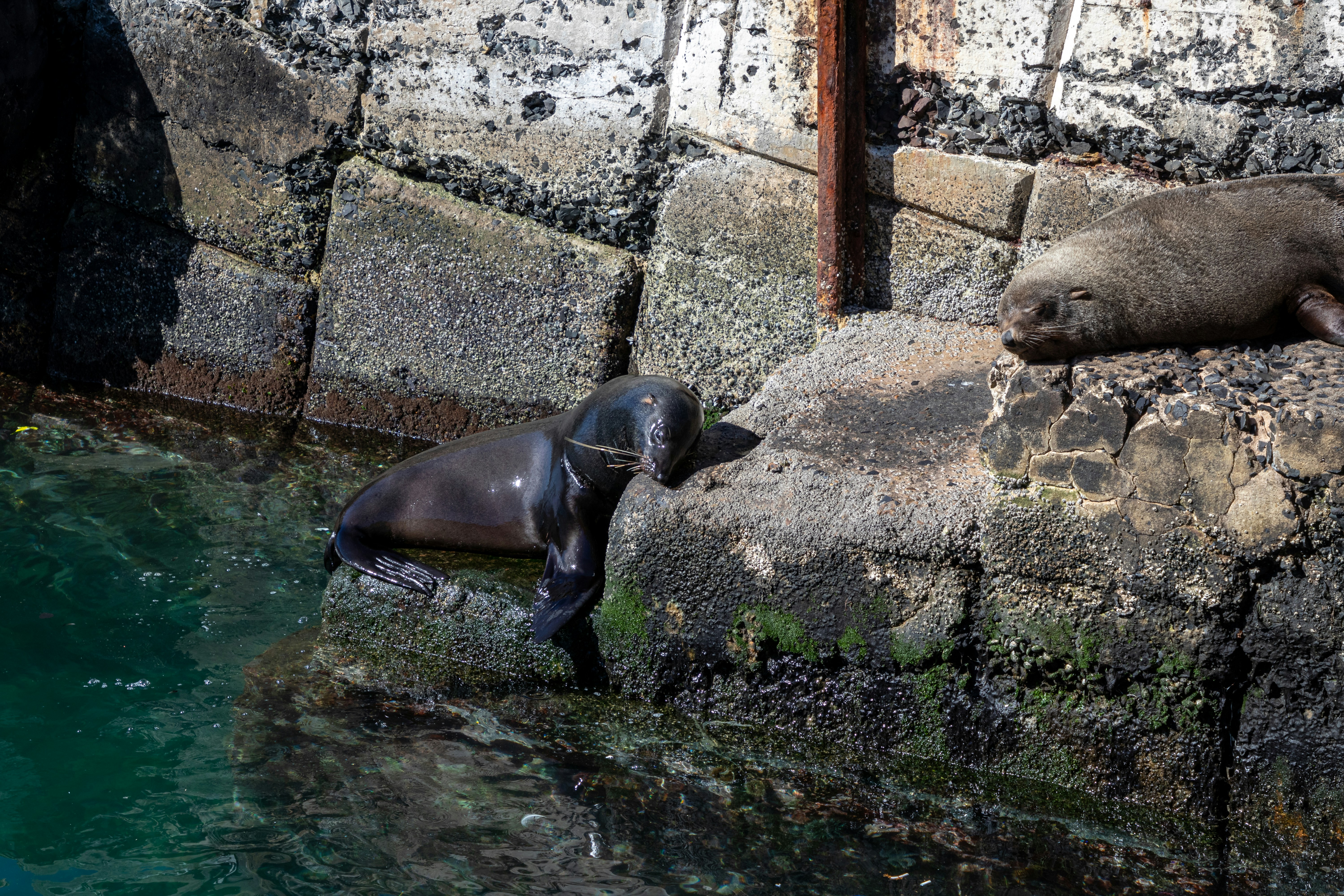 When Do They Feed The Seals At Seneca Park Zoo? Pictures | Download ...