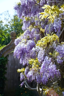 A bush of purple flowers next to a wooden fence