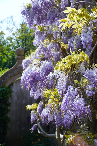 A bush of purple flowers next to a wooden fence