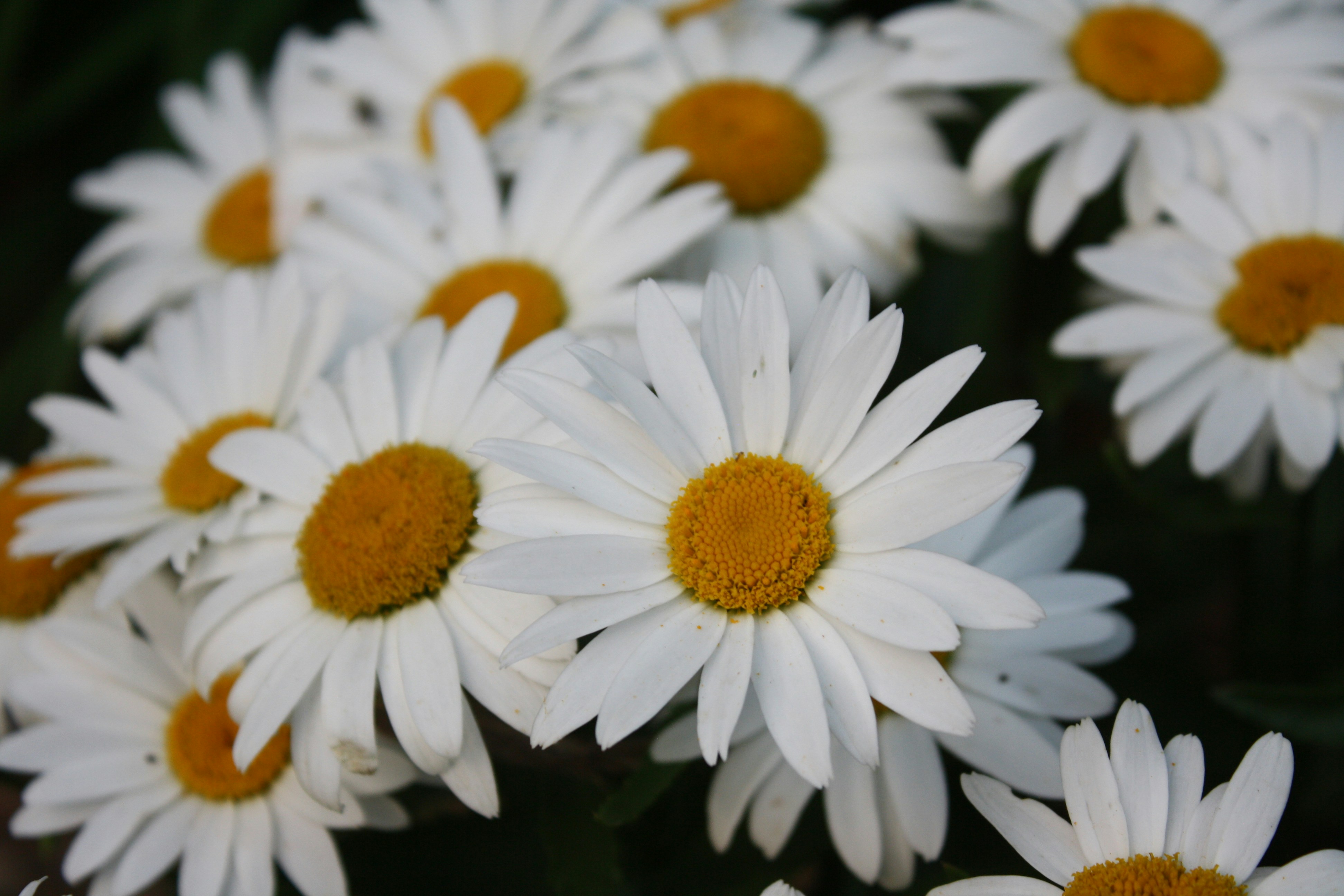 Photo by theartsy_waterlily