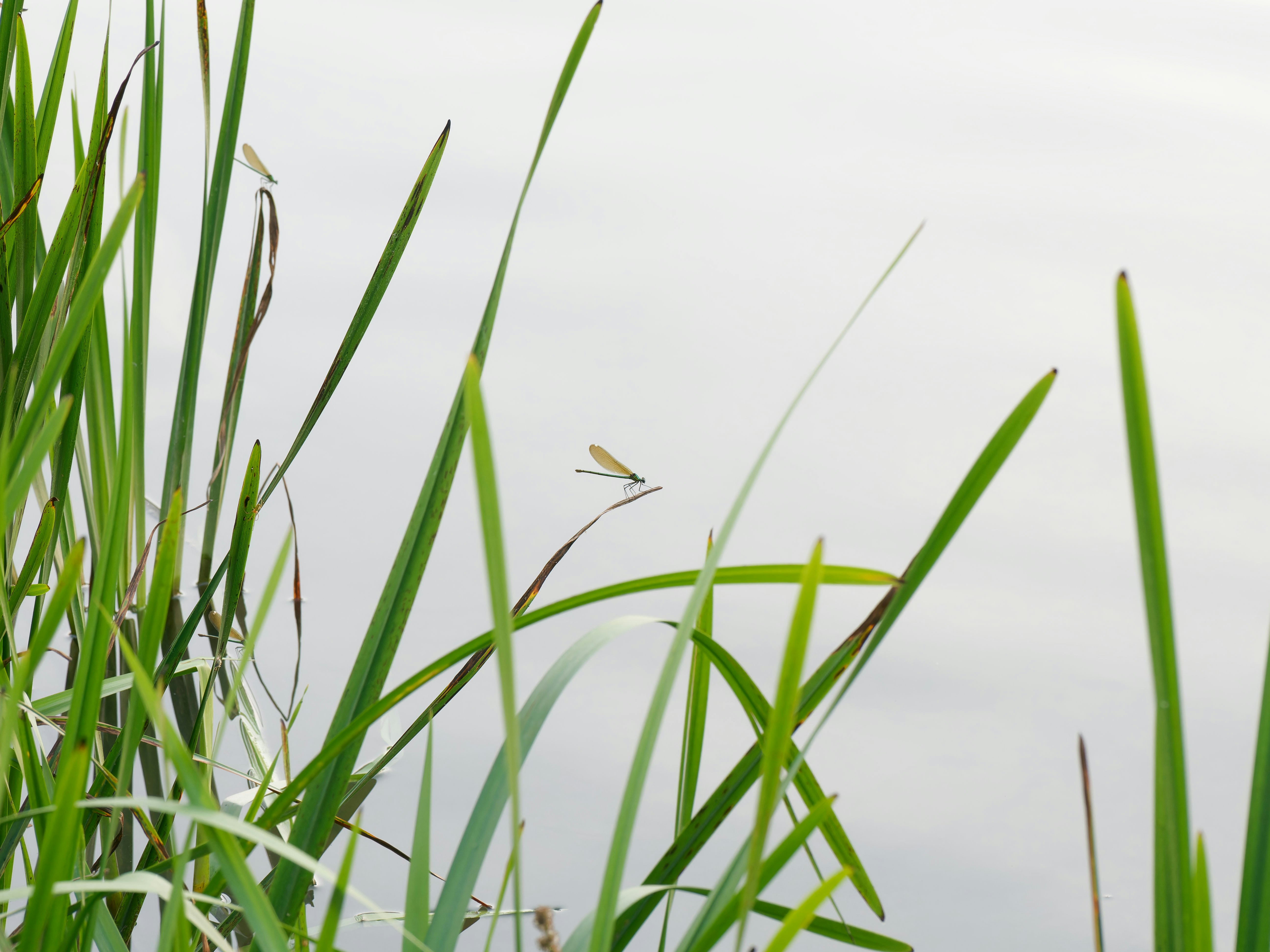 Photo by illes_cristi