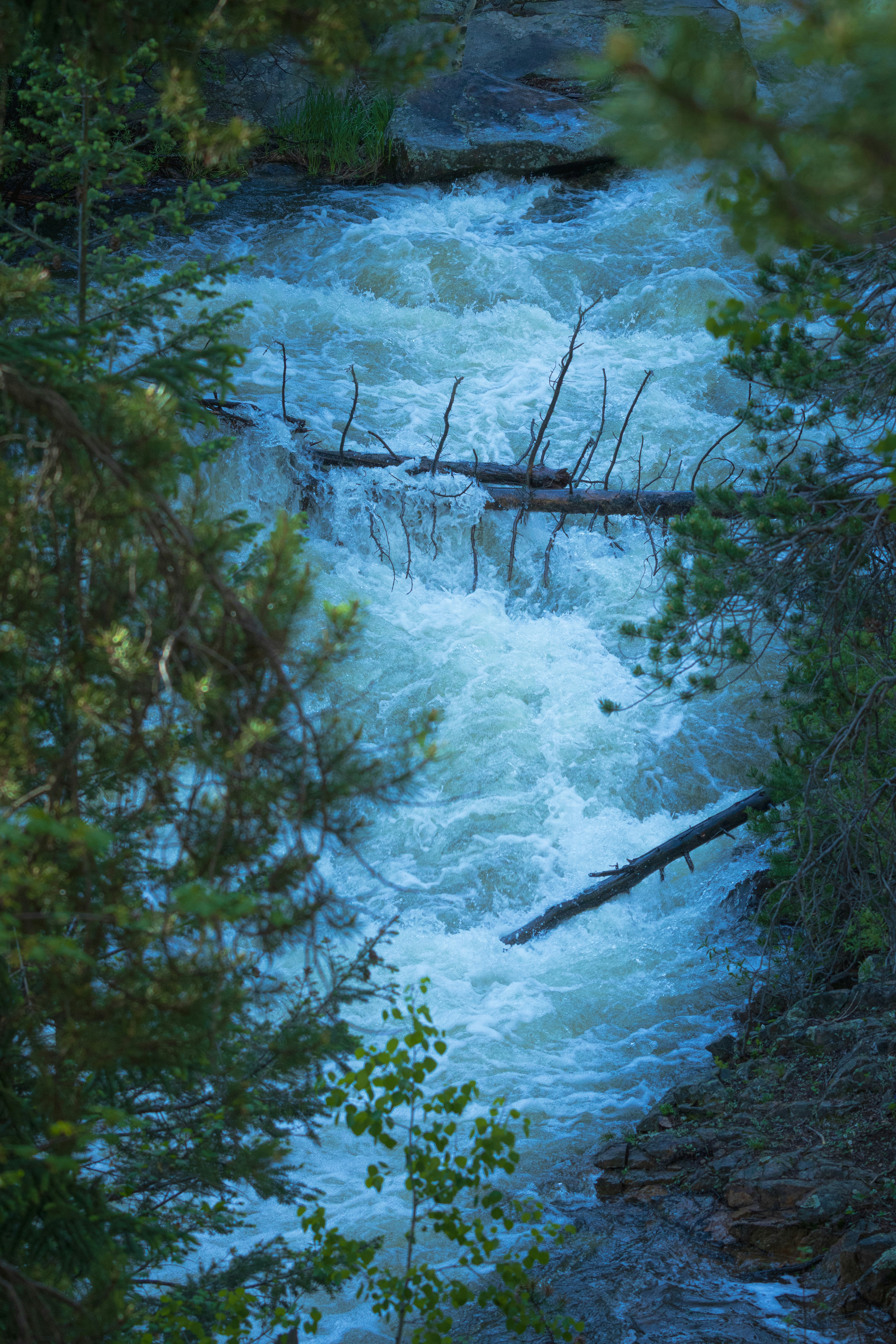 A river running through a forest filled with trees photo – Free Blue ...