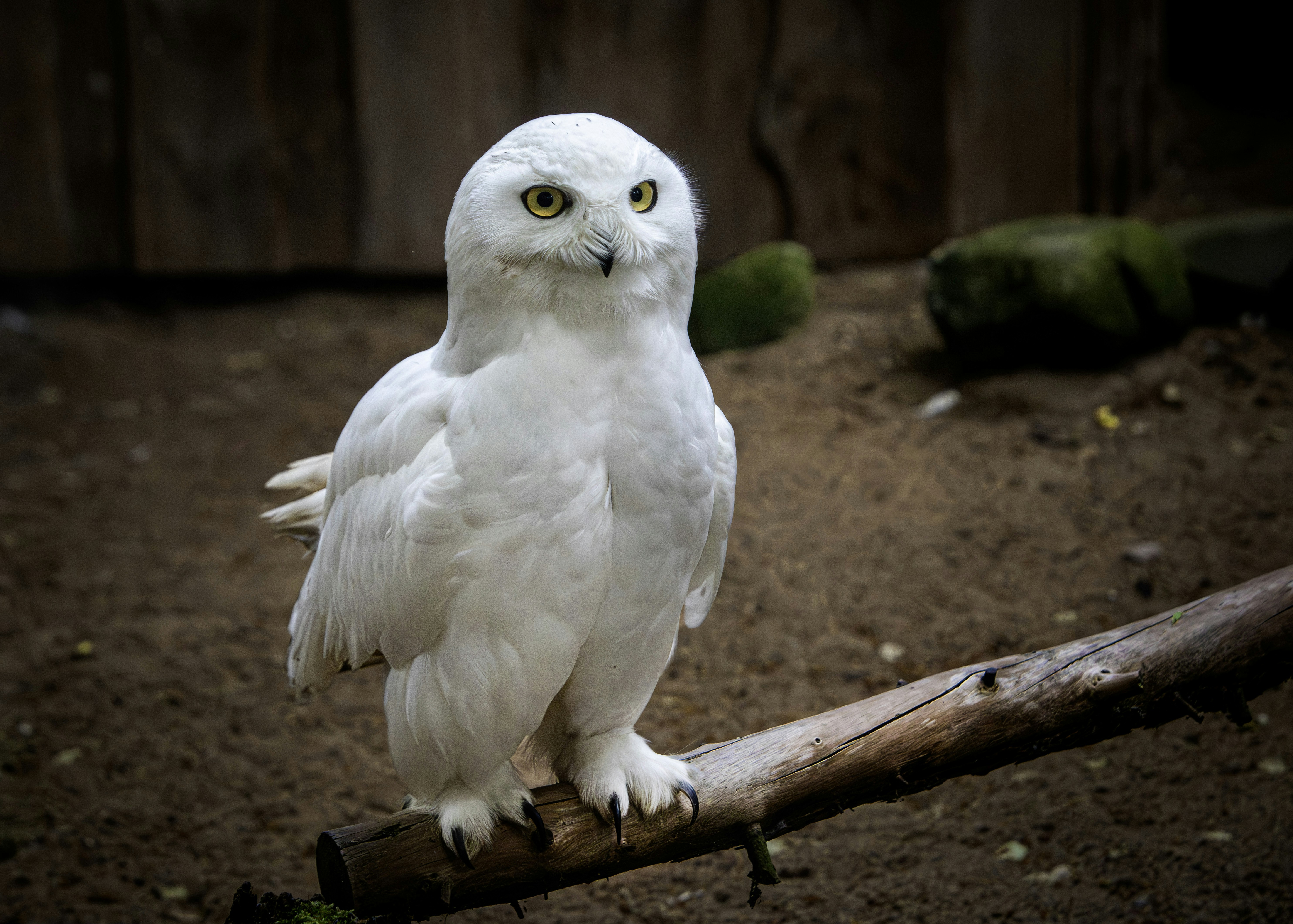 Photo by erik_karits