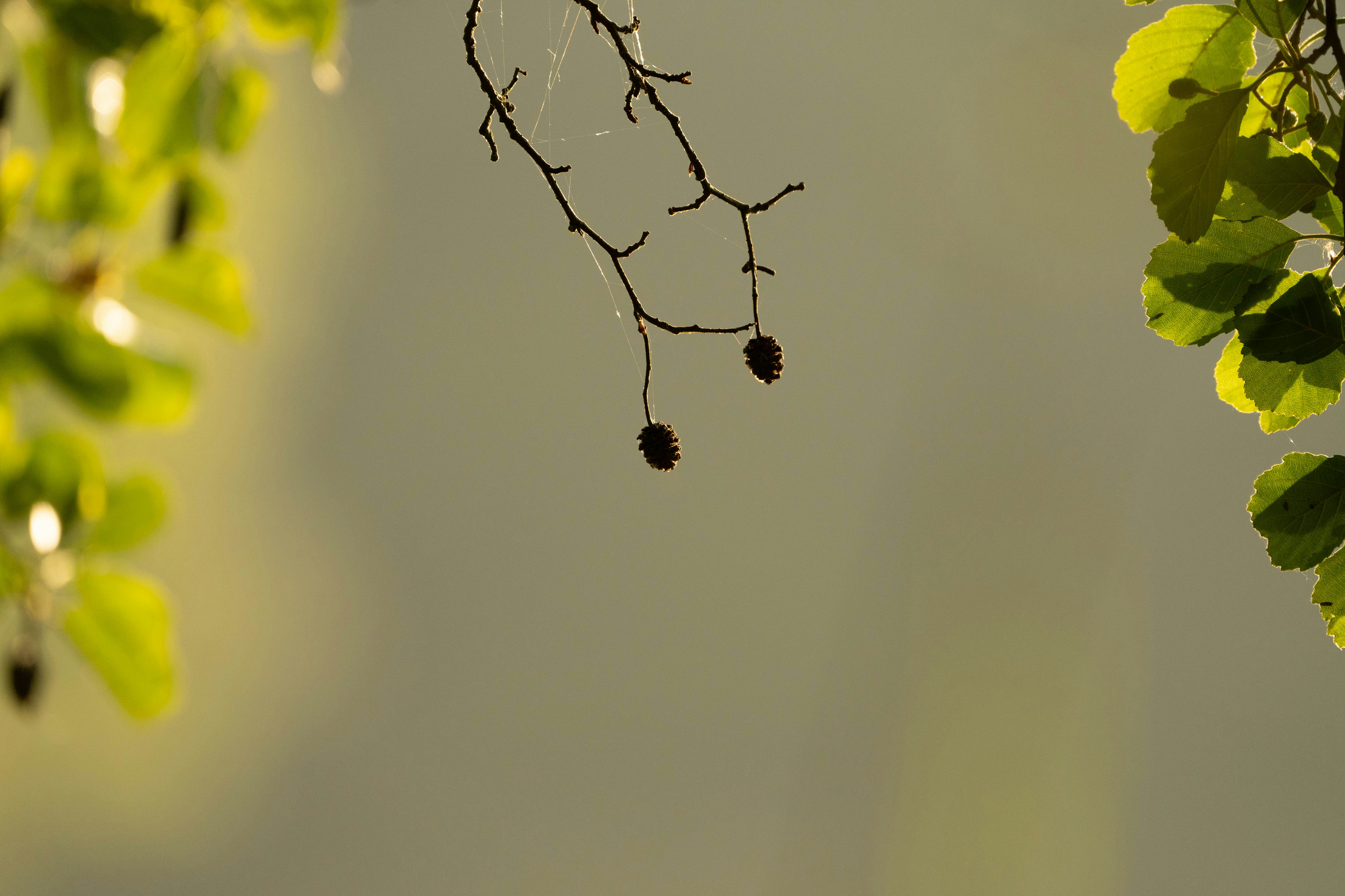 A bird is perched on a tree branch