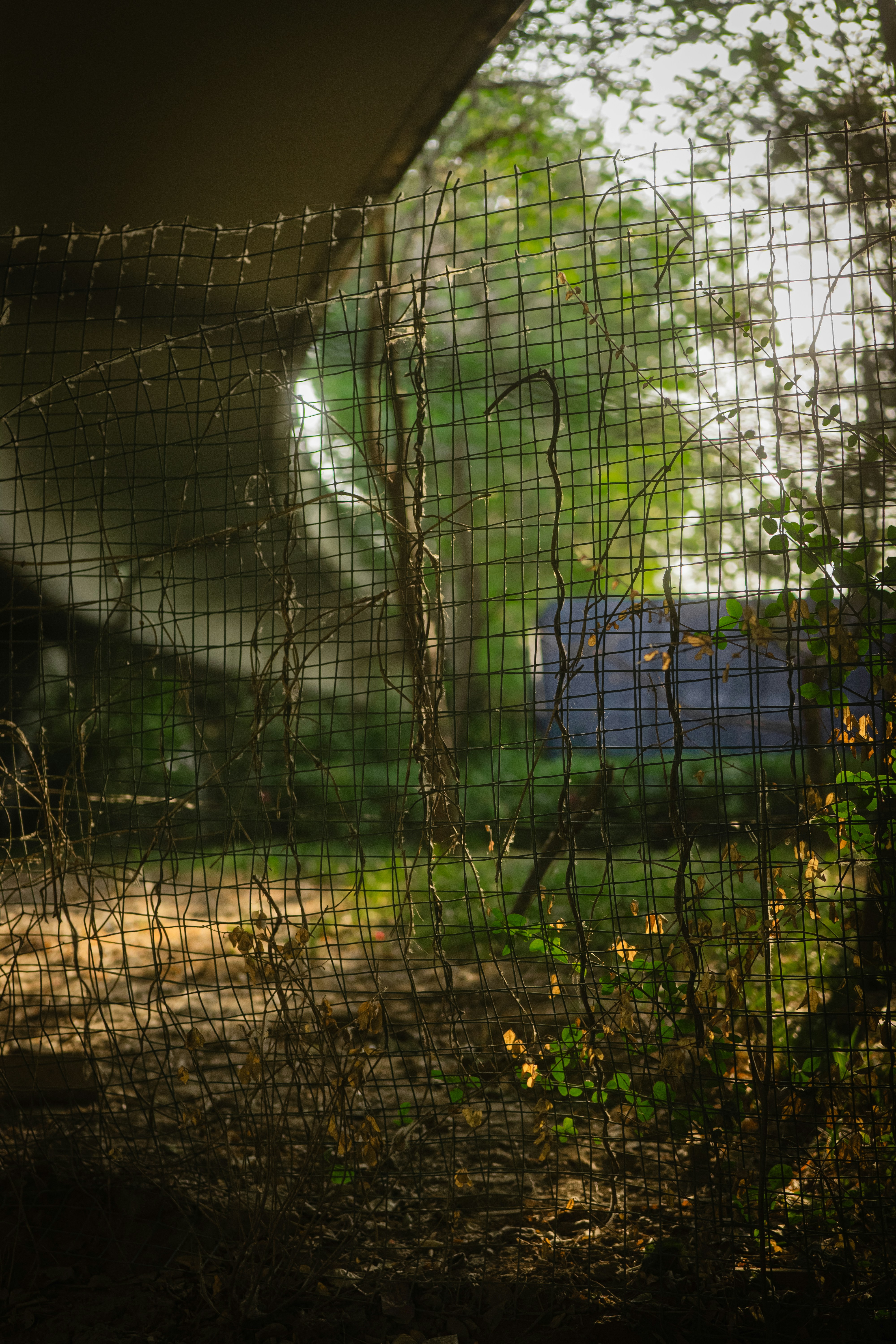 A fenced in area with a blue box in the background