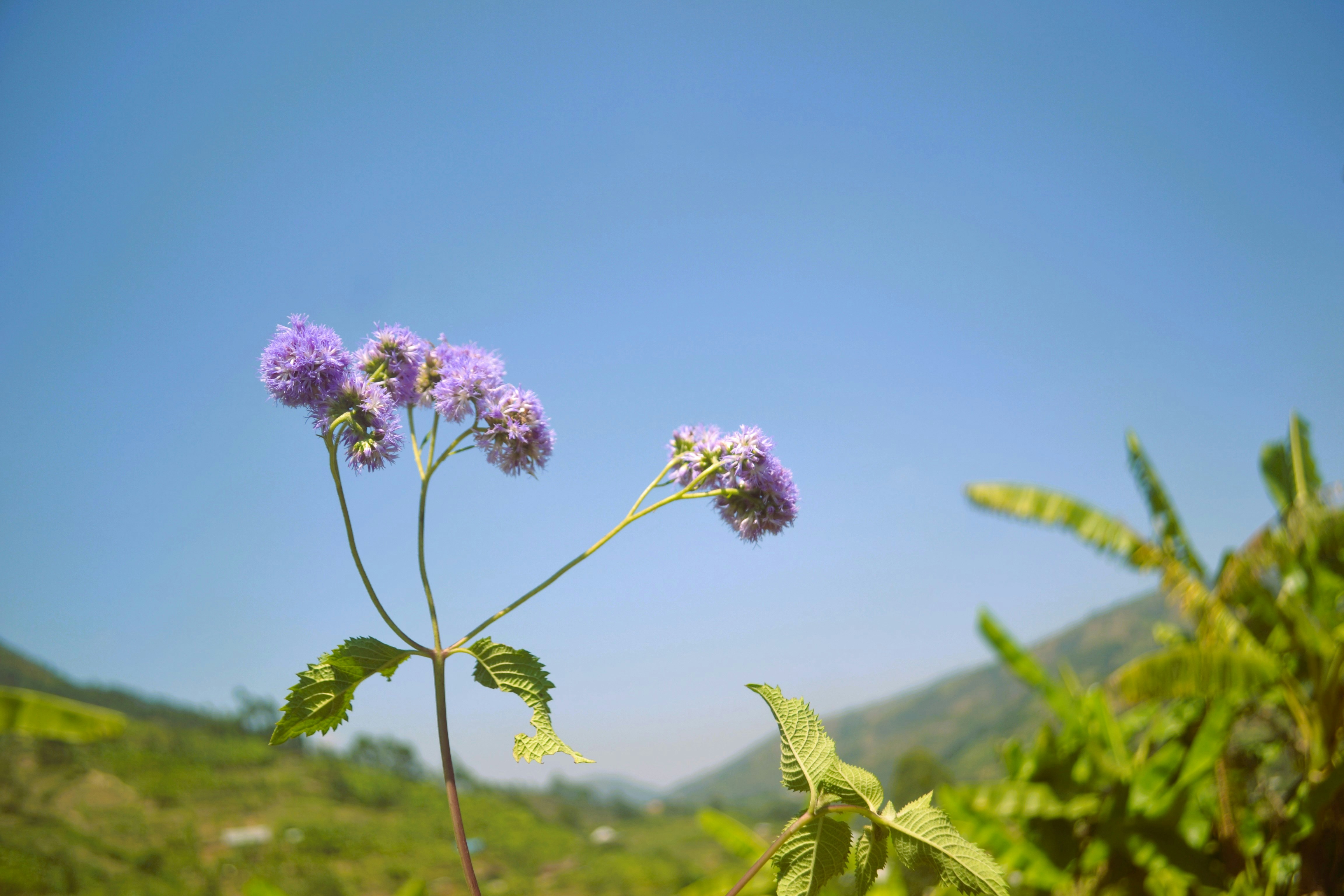 Flora Asturiana Y Plantas Medicinales