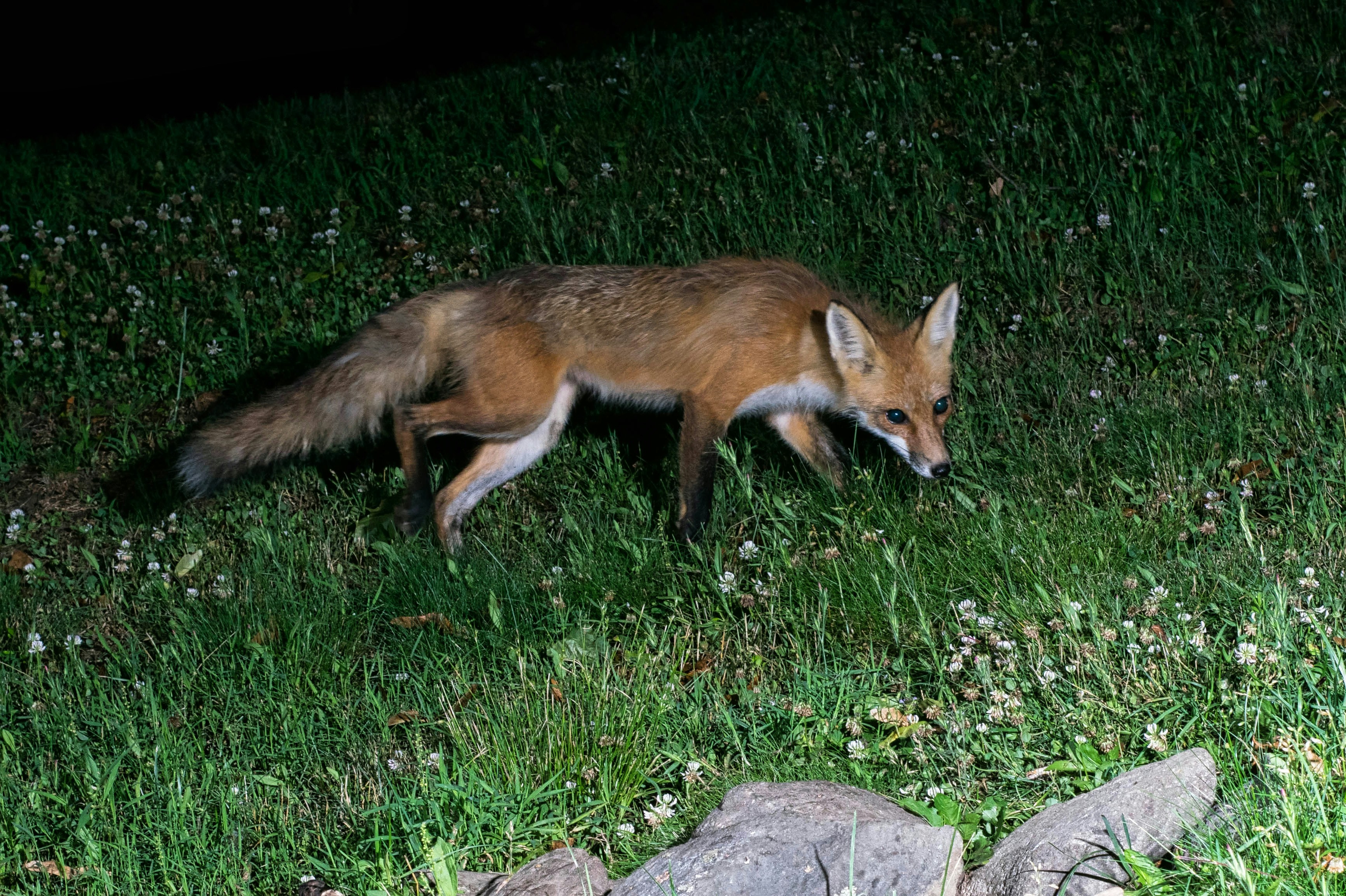 10. Foxes - The Cunning Night Hunters (image credits: unsplash)