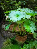 A potted plant with large green leaves in a garden