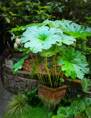 A potted plant with large green leaves in a garden