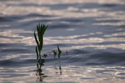 A small plant sticking out of the water