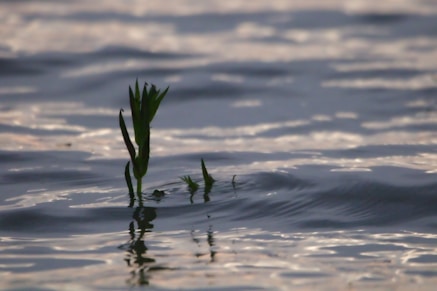 A small plant sticking out of the water