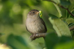 A small bird sitting on a tree branch