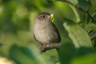 A small bird sitting on a tree branch