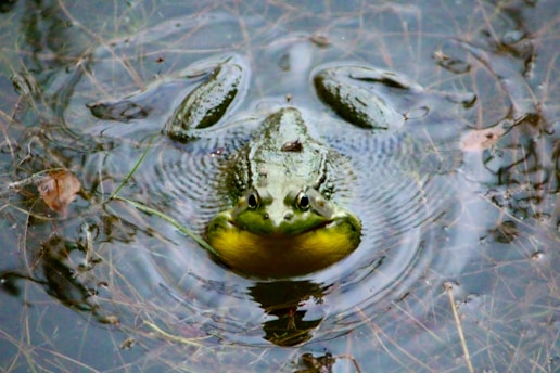 A frog is swimming in a pond with a green object in it's mouth