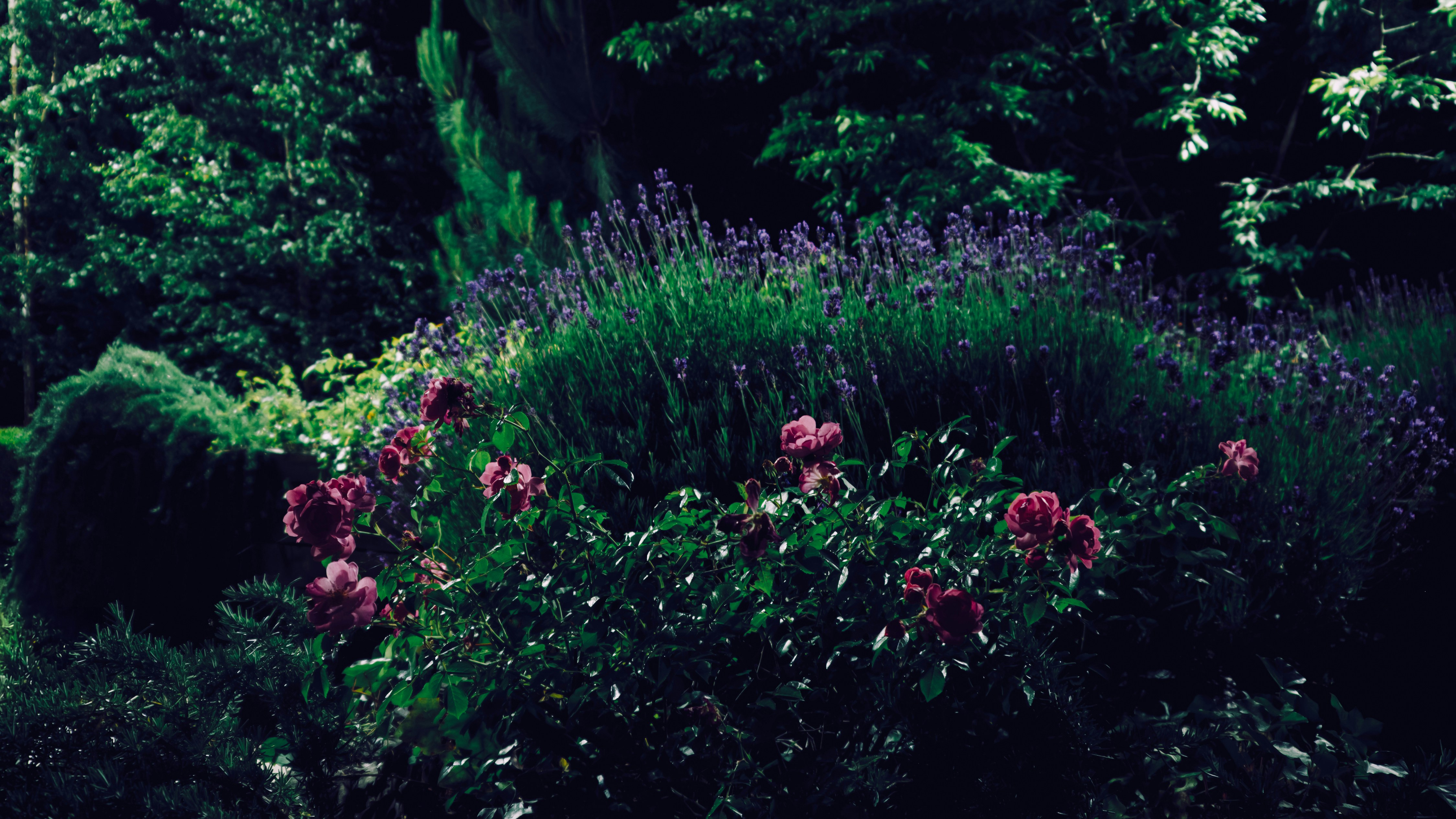 A lush green forest filled with lots of flowers photo – Free City Image ...