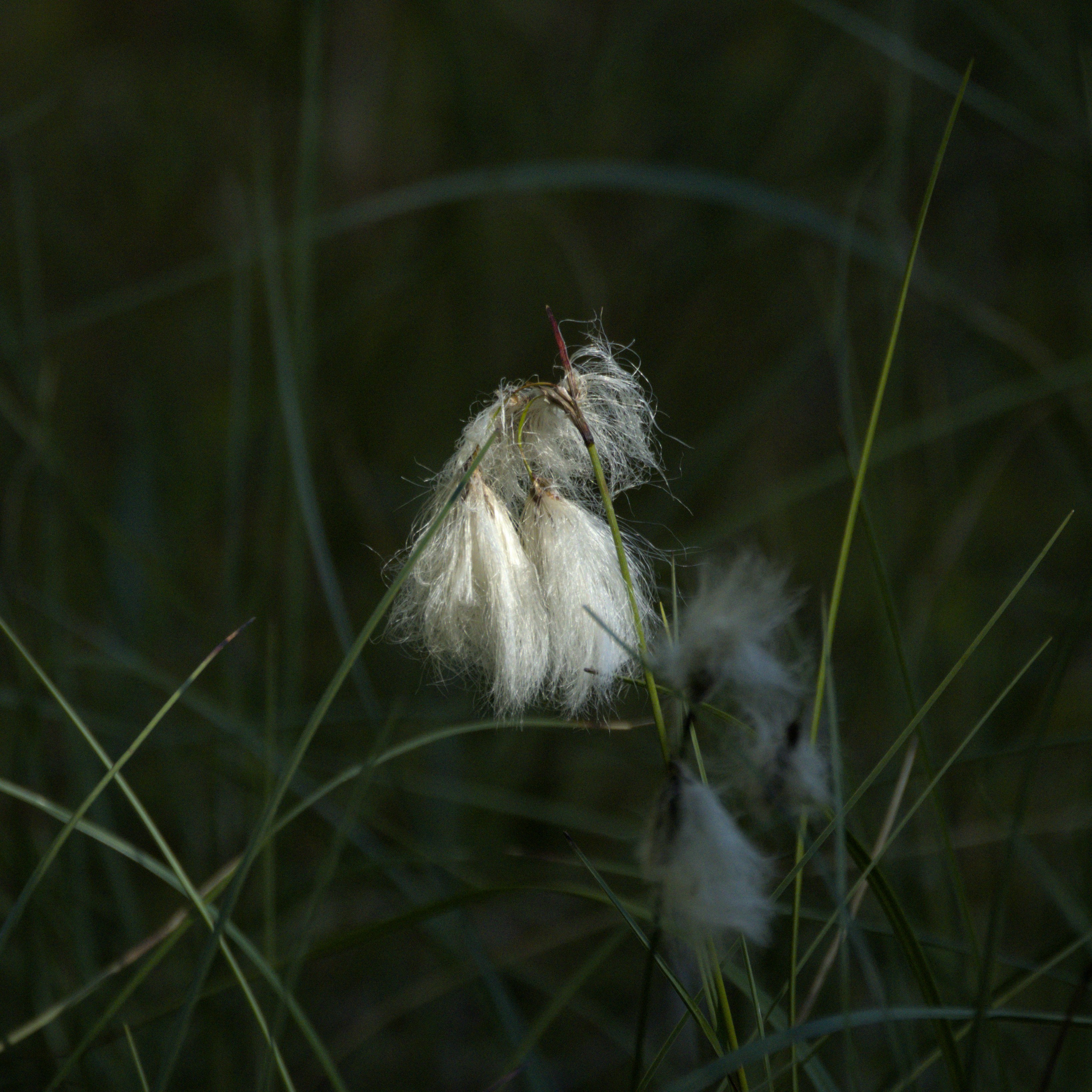 Photo by schneiderhenry