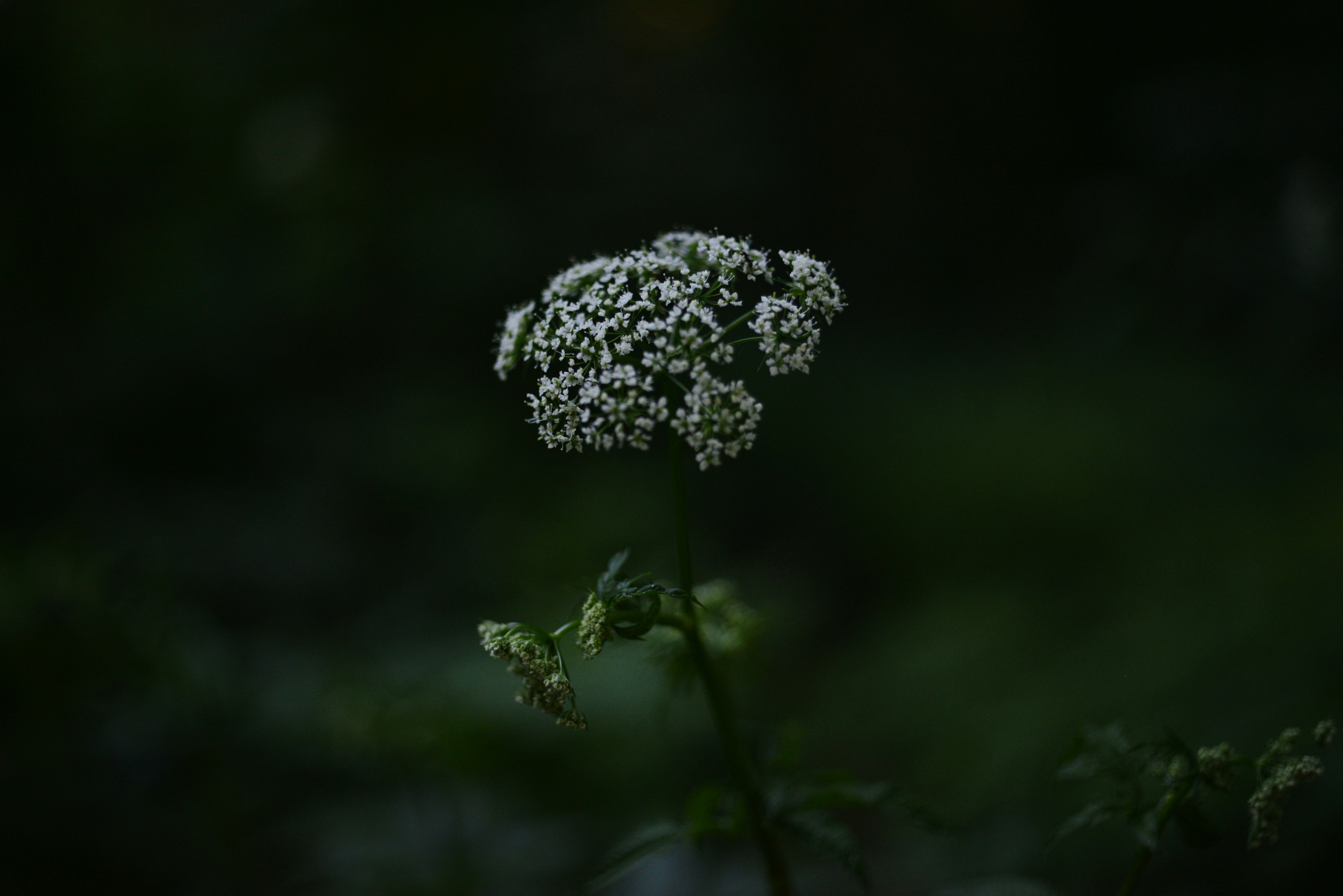 Photo by cherstve_pechivo