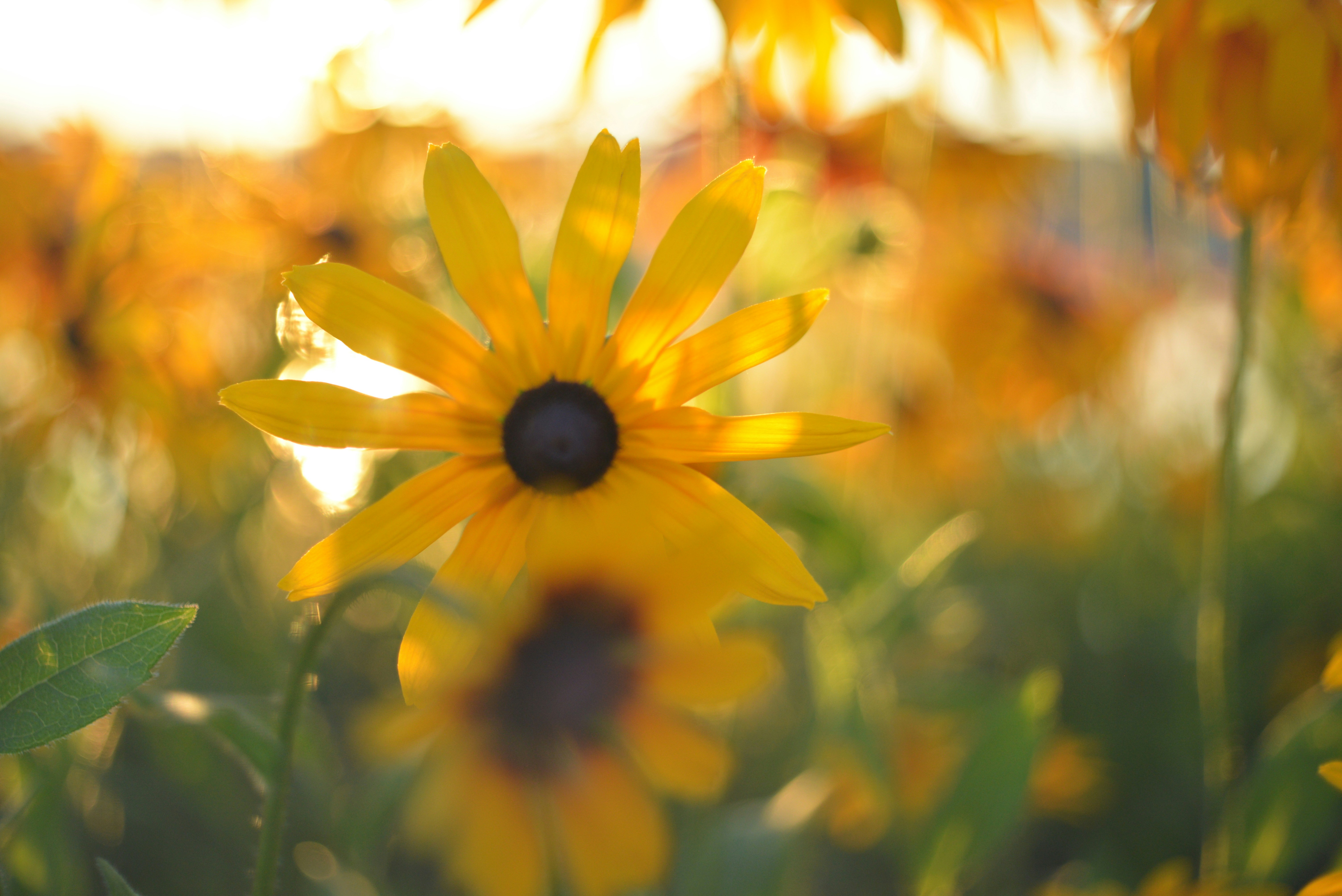 A field of sunflowers with a blurry background