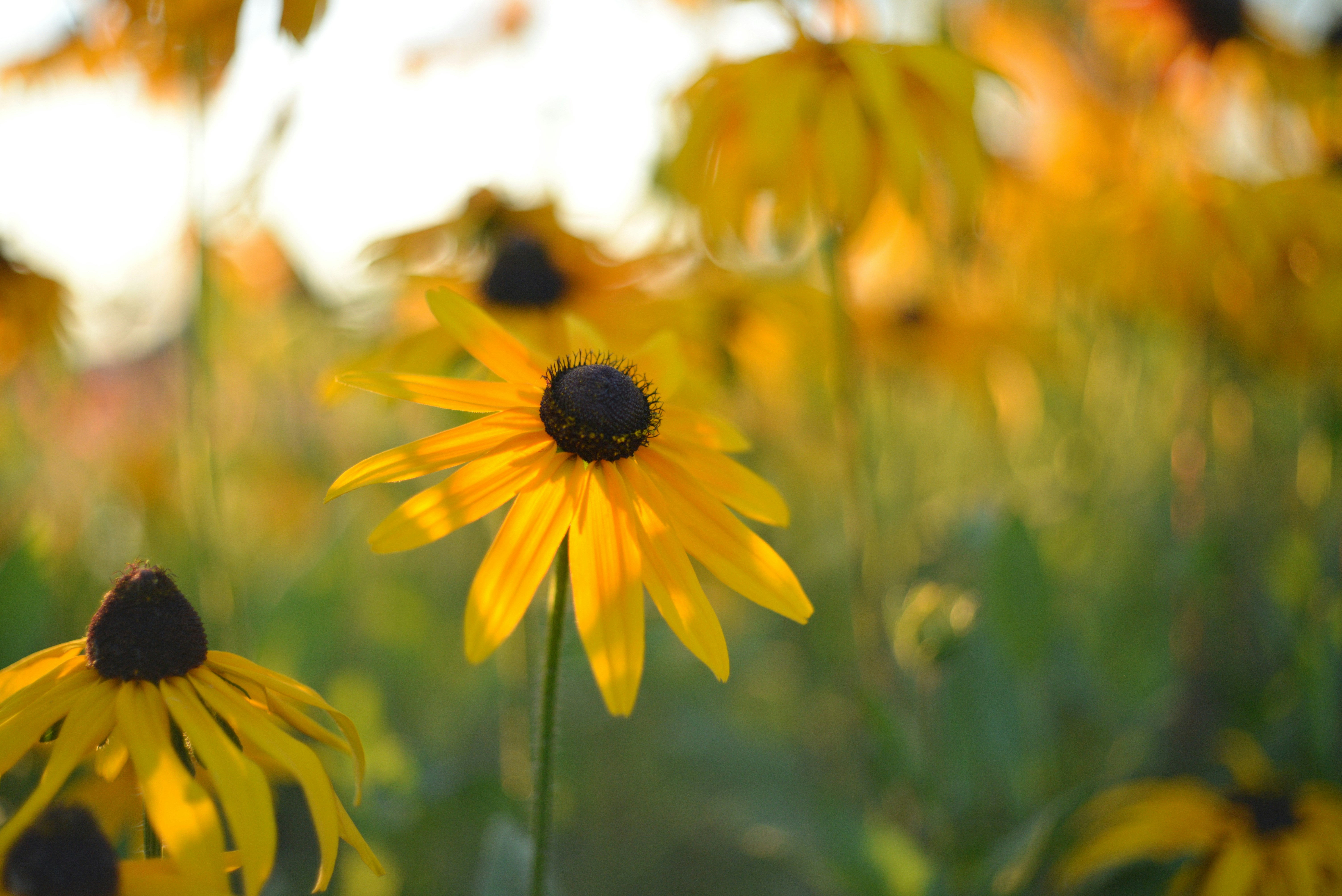 A field full of yellow flowers with a sky background