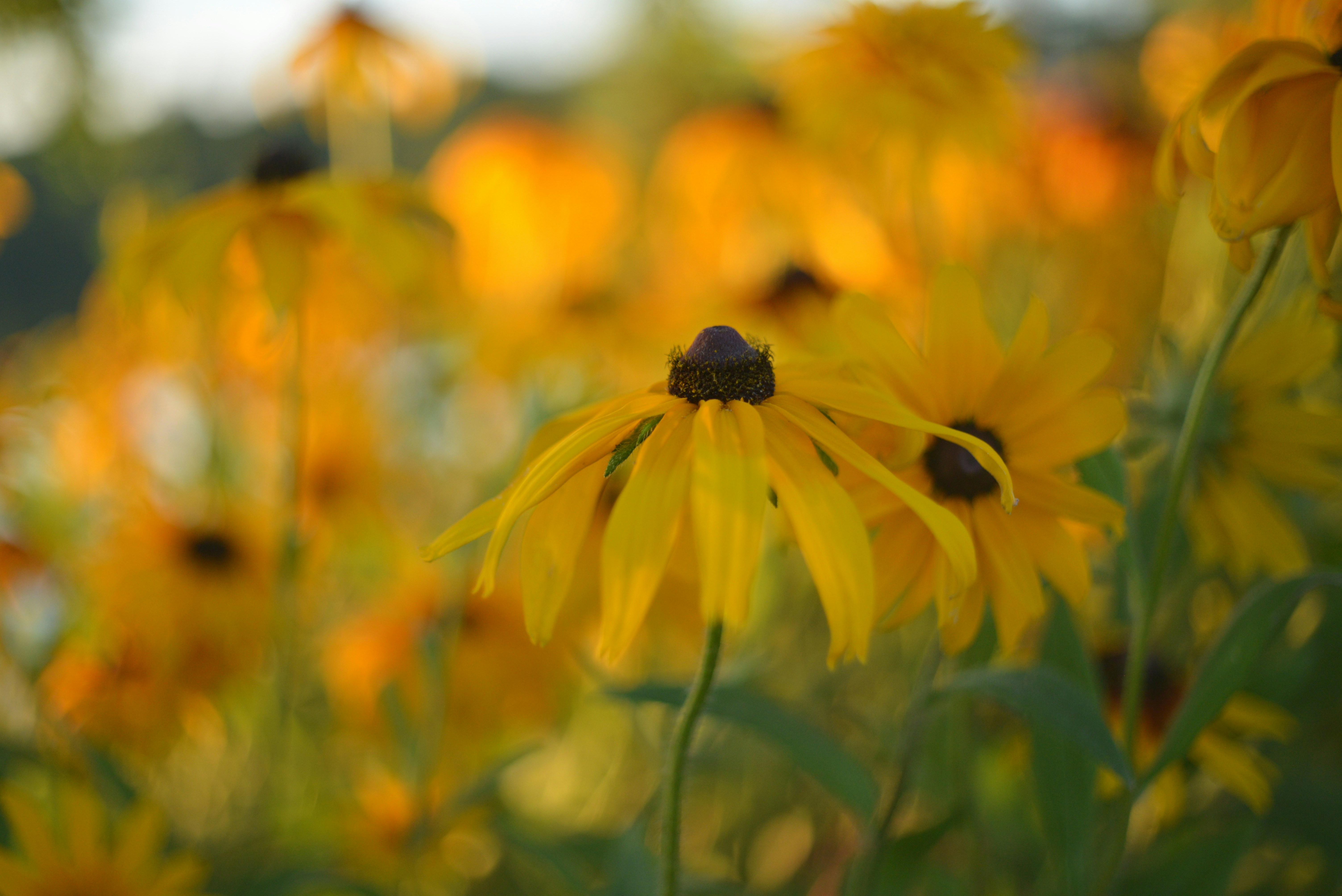 A bunch of yellow flowers that are in the grass