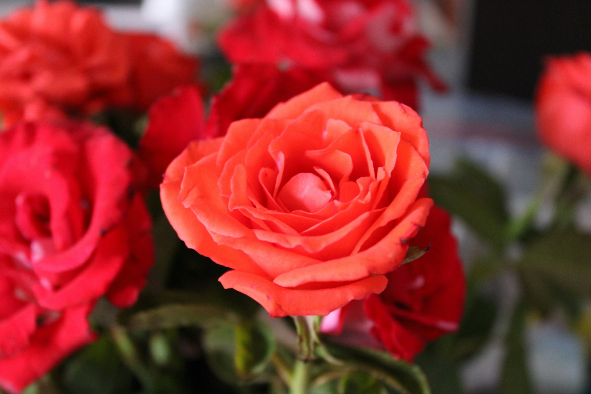 A vase filled with red and red flowers