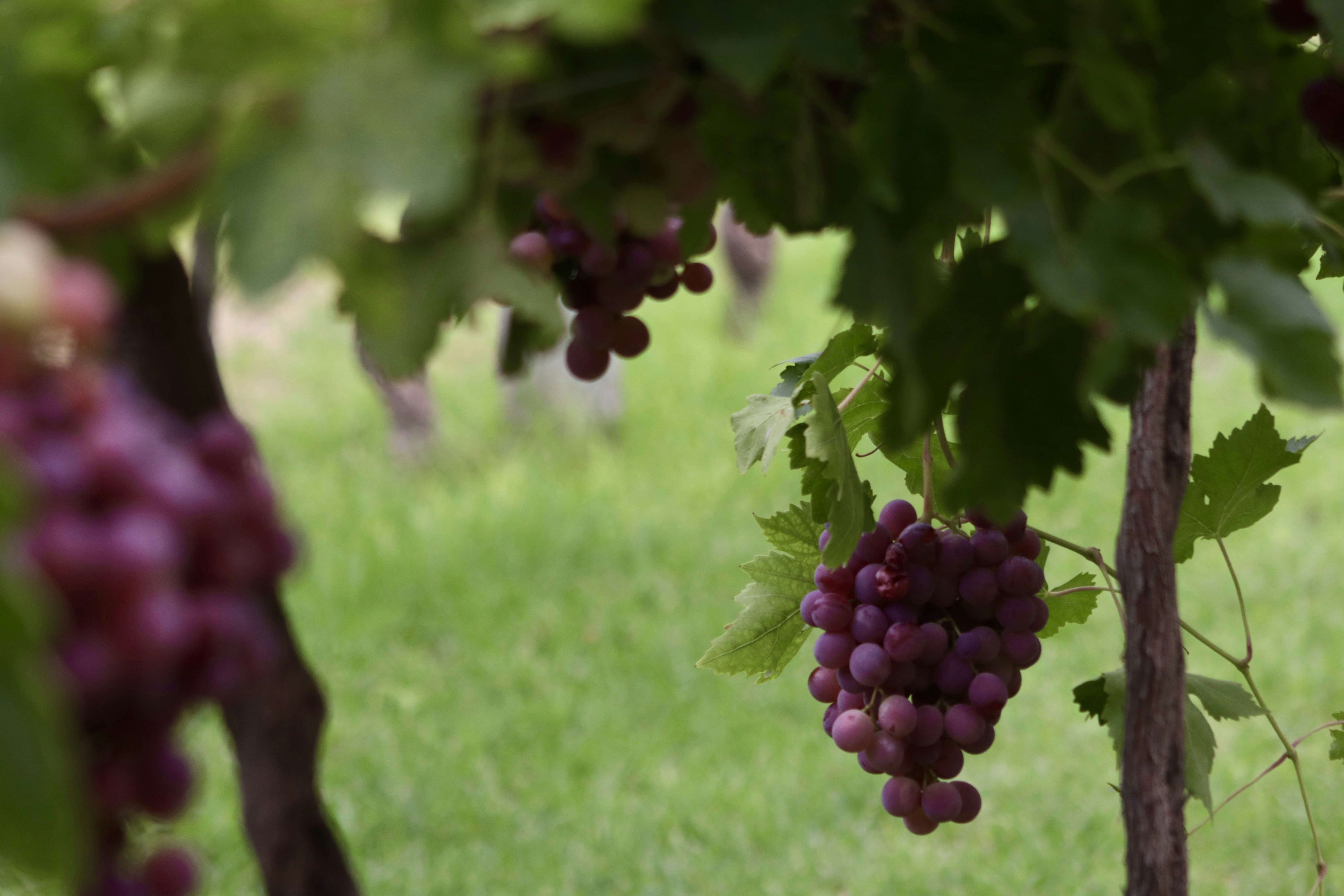 A bunch of grapes hanging from a tree