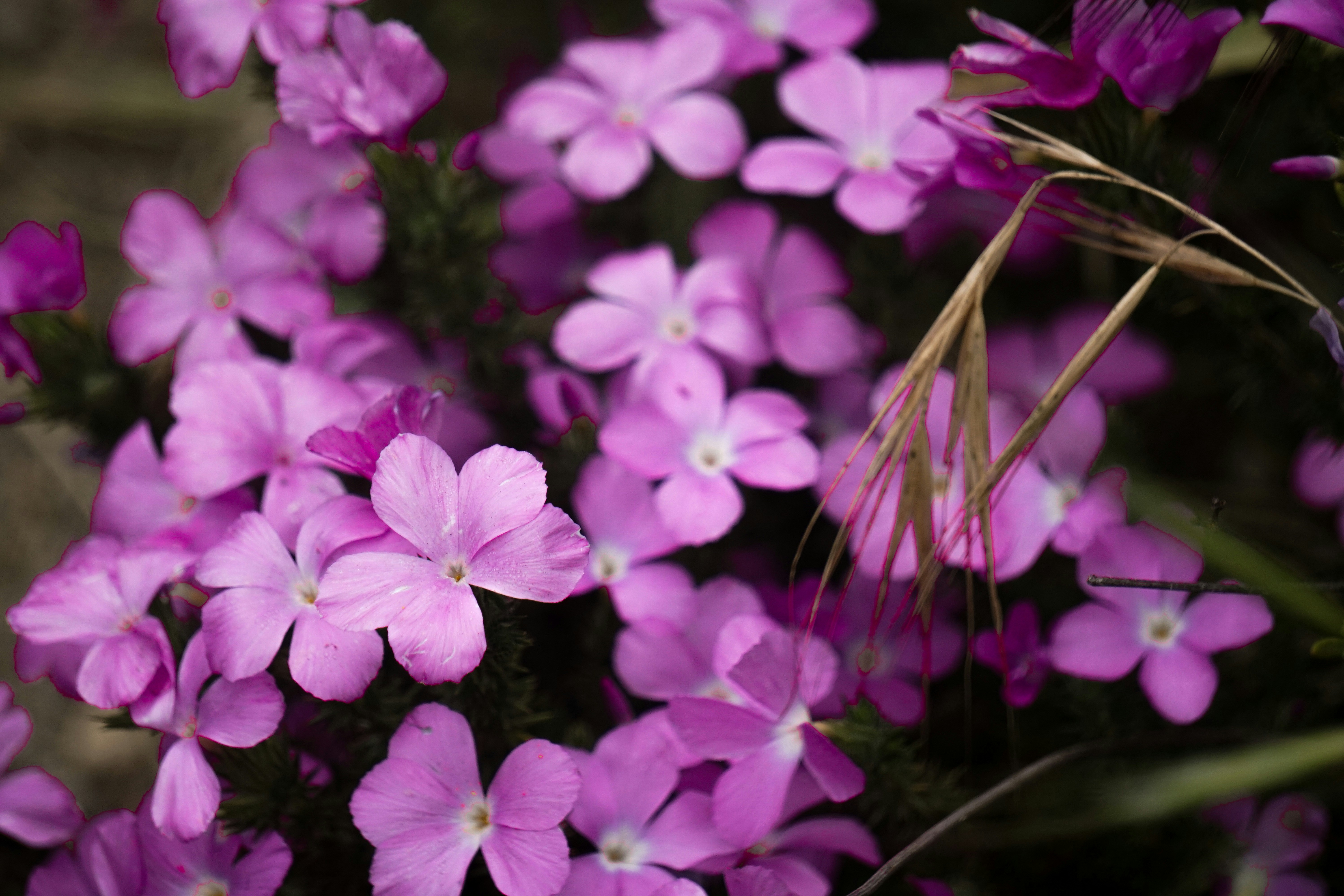 Photo by pmayorphotos