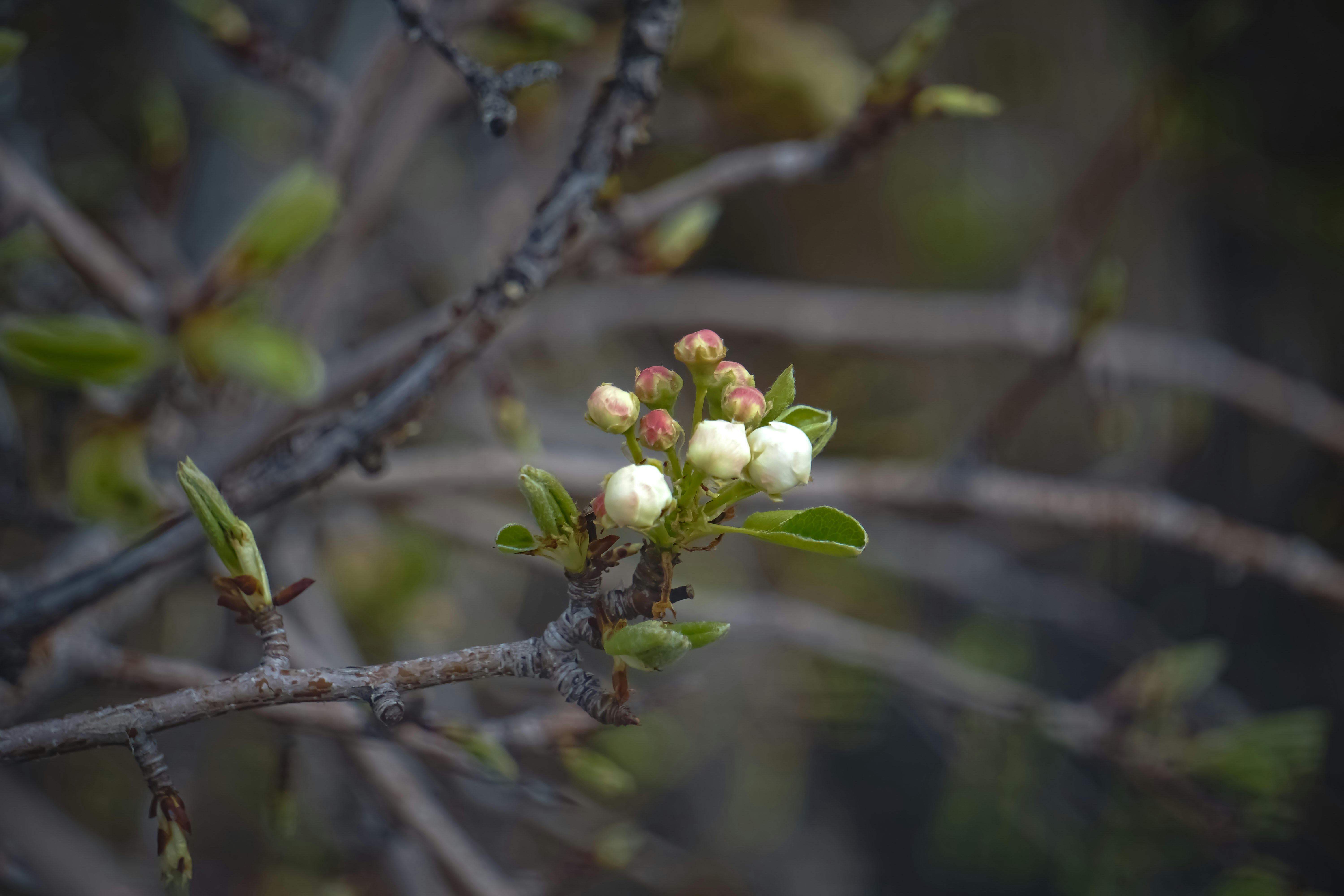 Photo by pmayorphotos