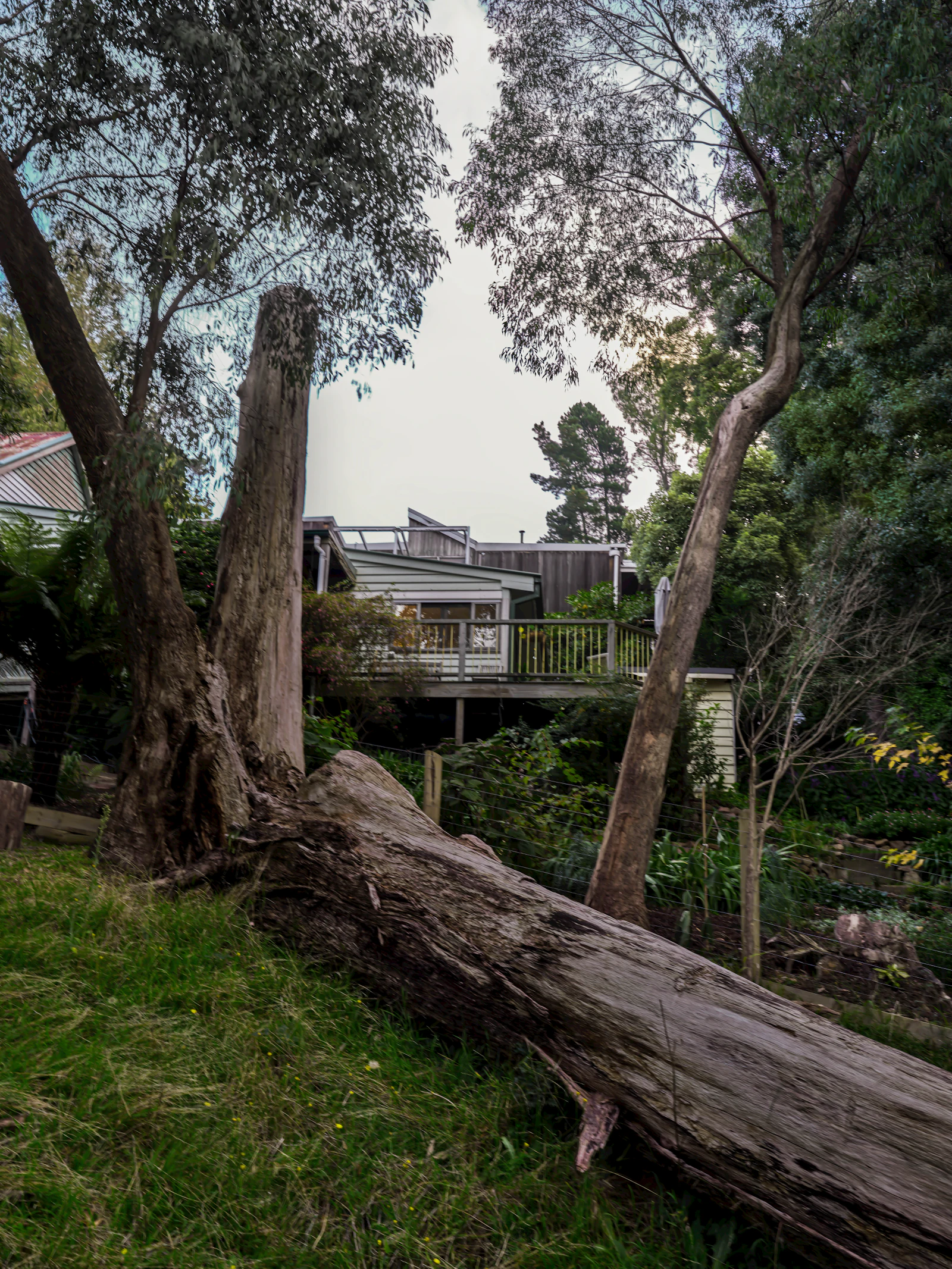 A large tree down across a residential road after a storm