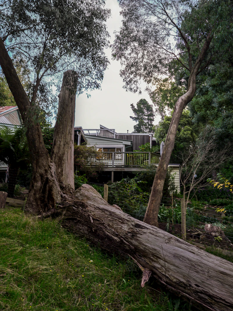 Large fallen tree trunk lying across a residential backyard next to a house