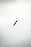 A large bird flying through a cloudy sky