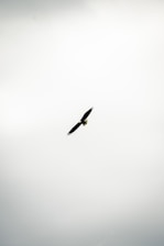 A large bird flying through a cloudy sky