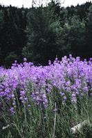 A field of purple flowers with trees in the background