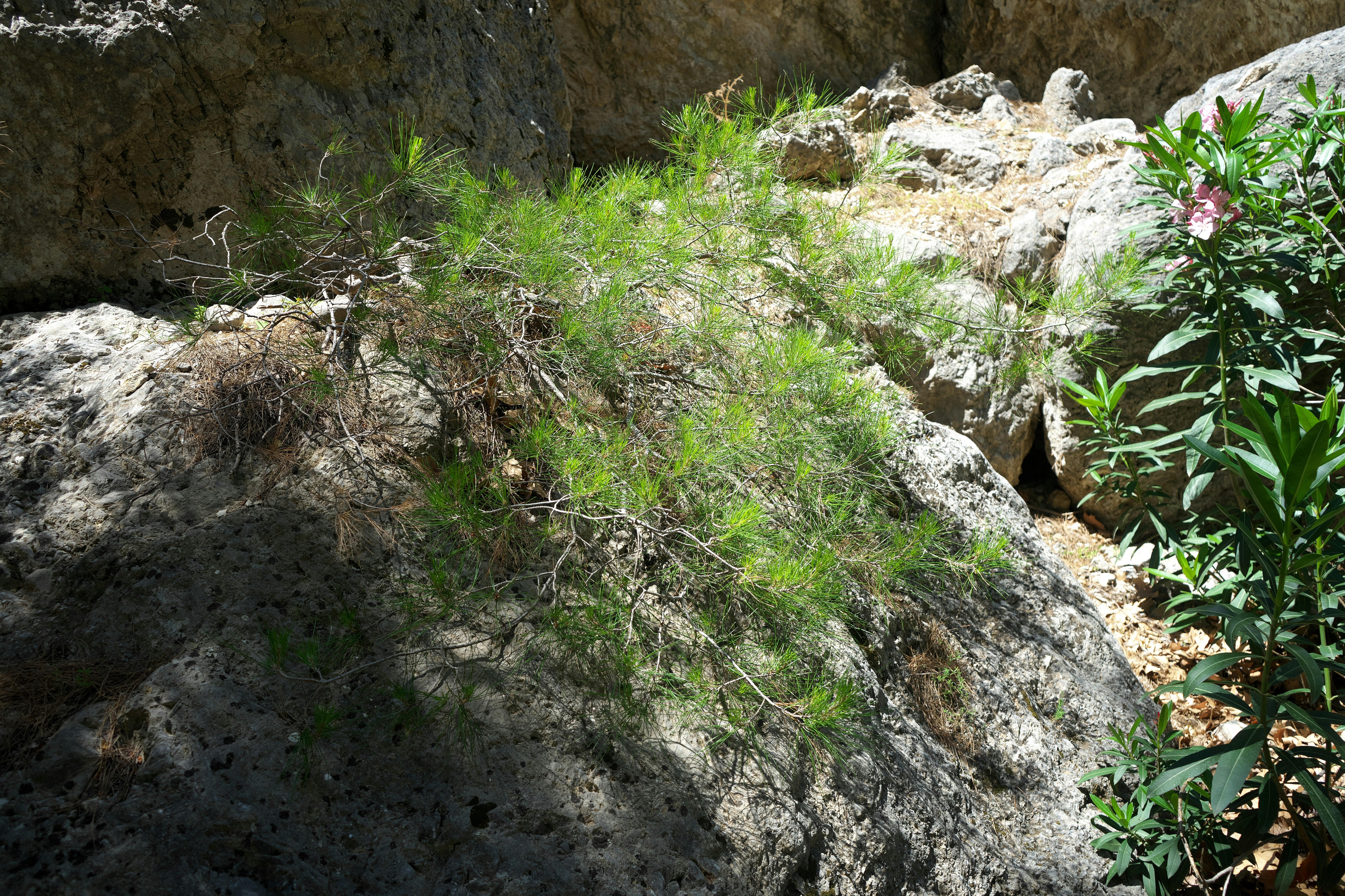 Breathing Life: Oxygen’s Ascent (image credits: unsplash)