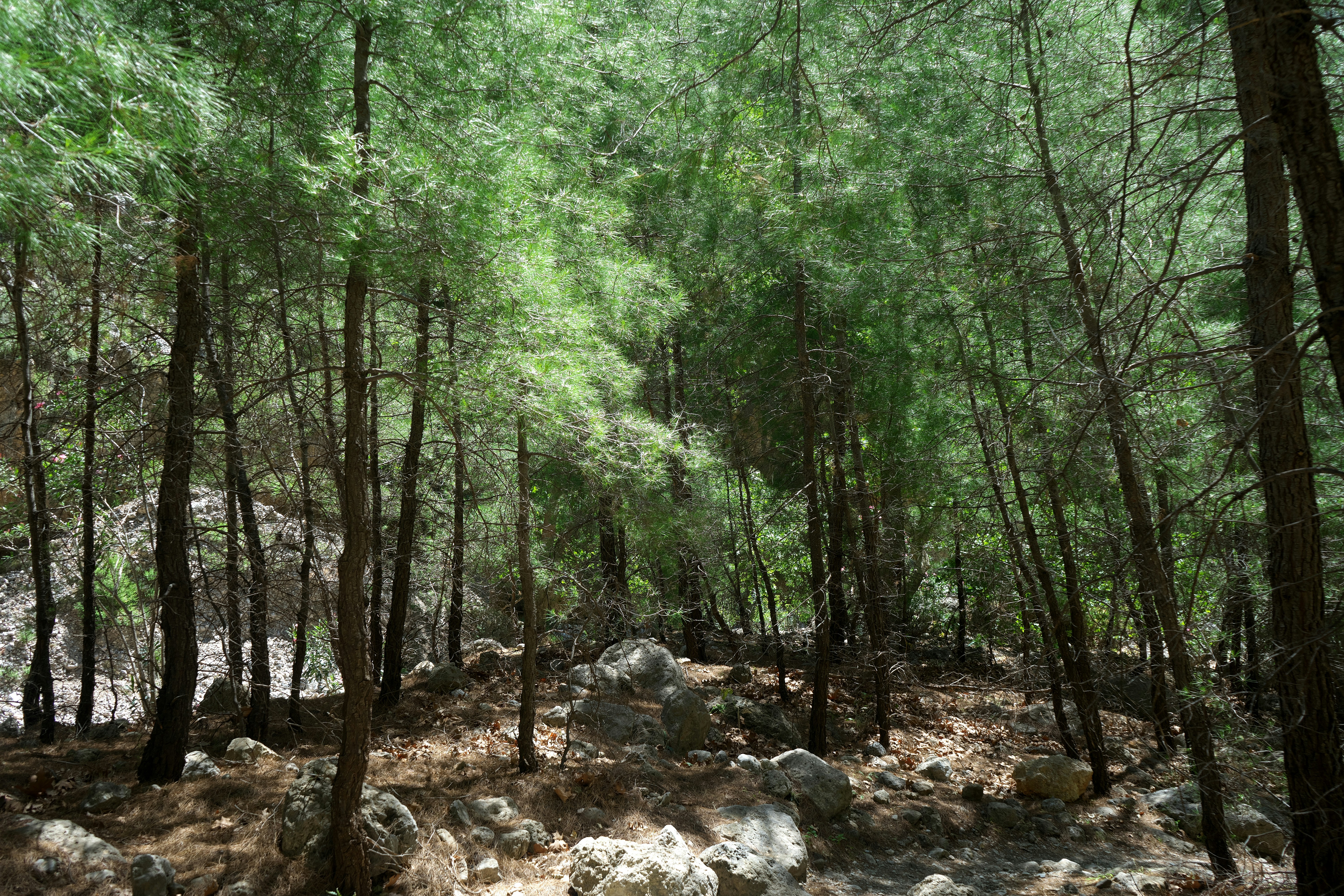 Ancient forest landscape