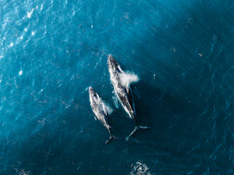 Two humpback whales swimming in the ocean